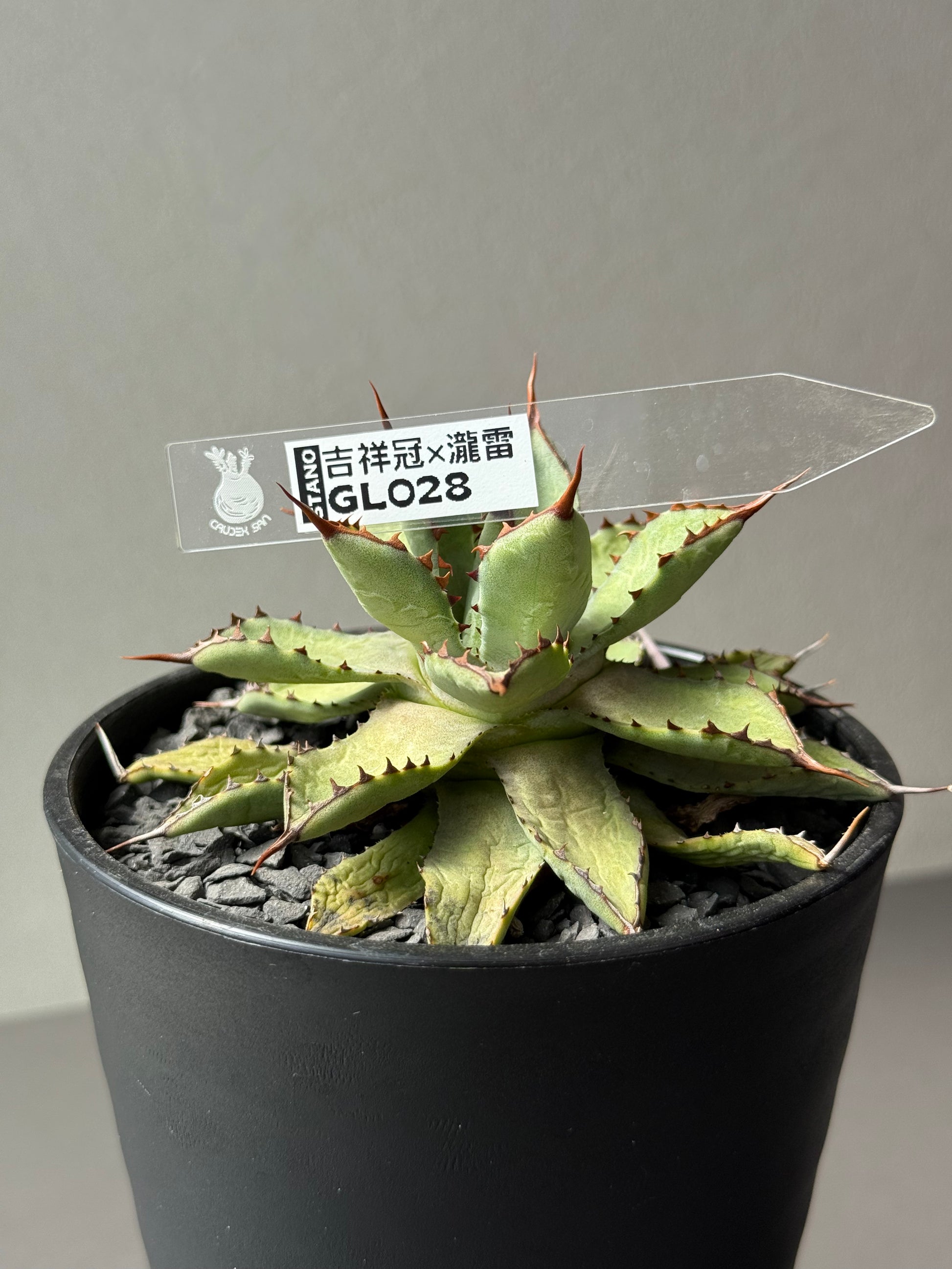 AGAVE｜アガベ・龍舌蘭 – Caudexsan