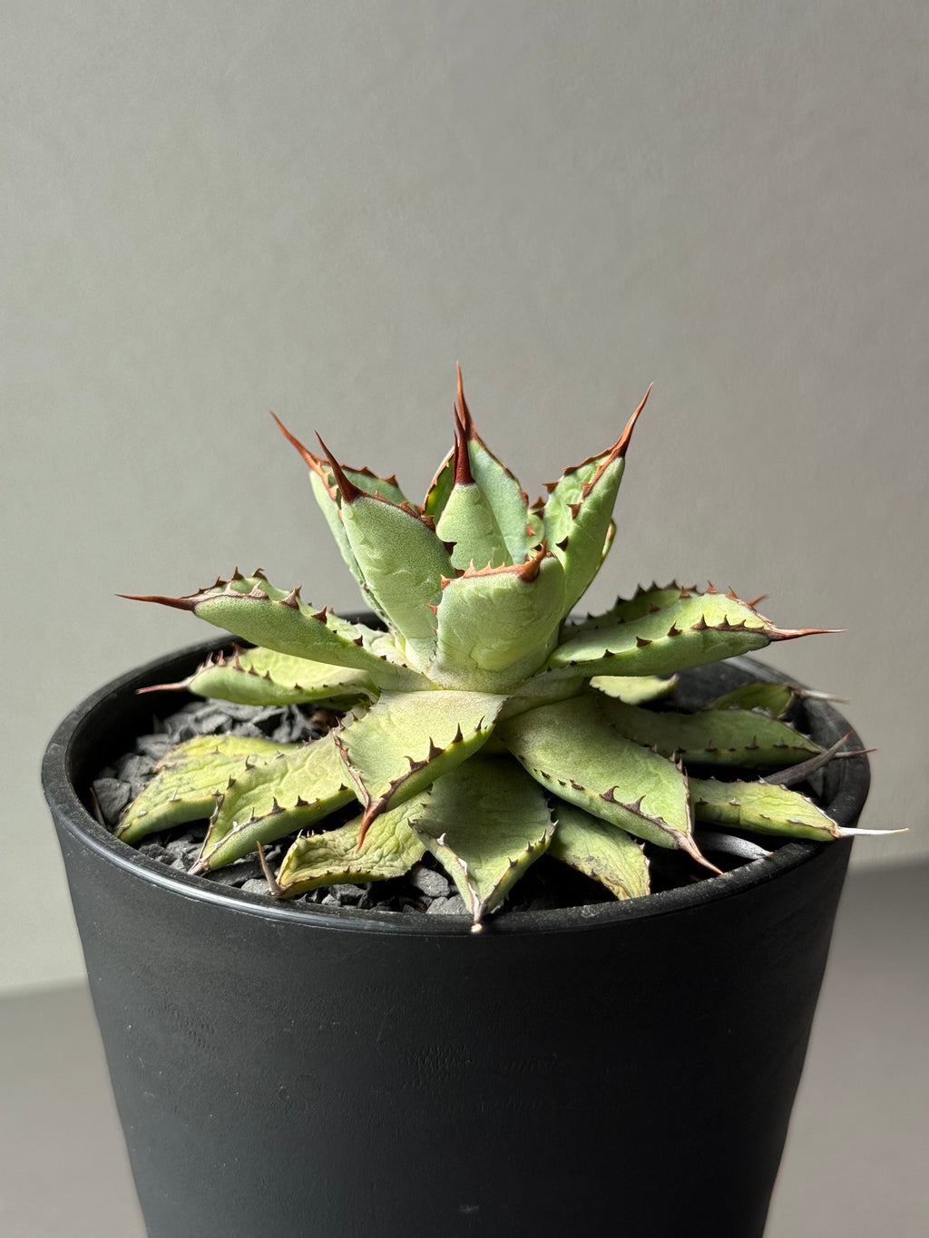 【Stano.Lab】<br>アガベ ハイブリッド<br> 吉祥冠 x 瀧雷 GL028