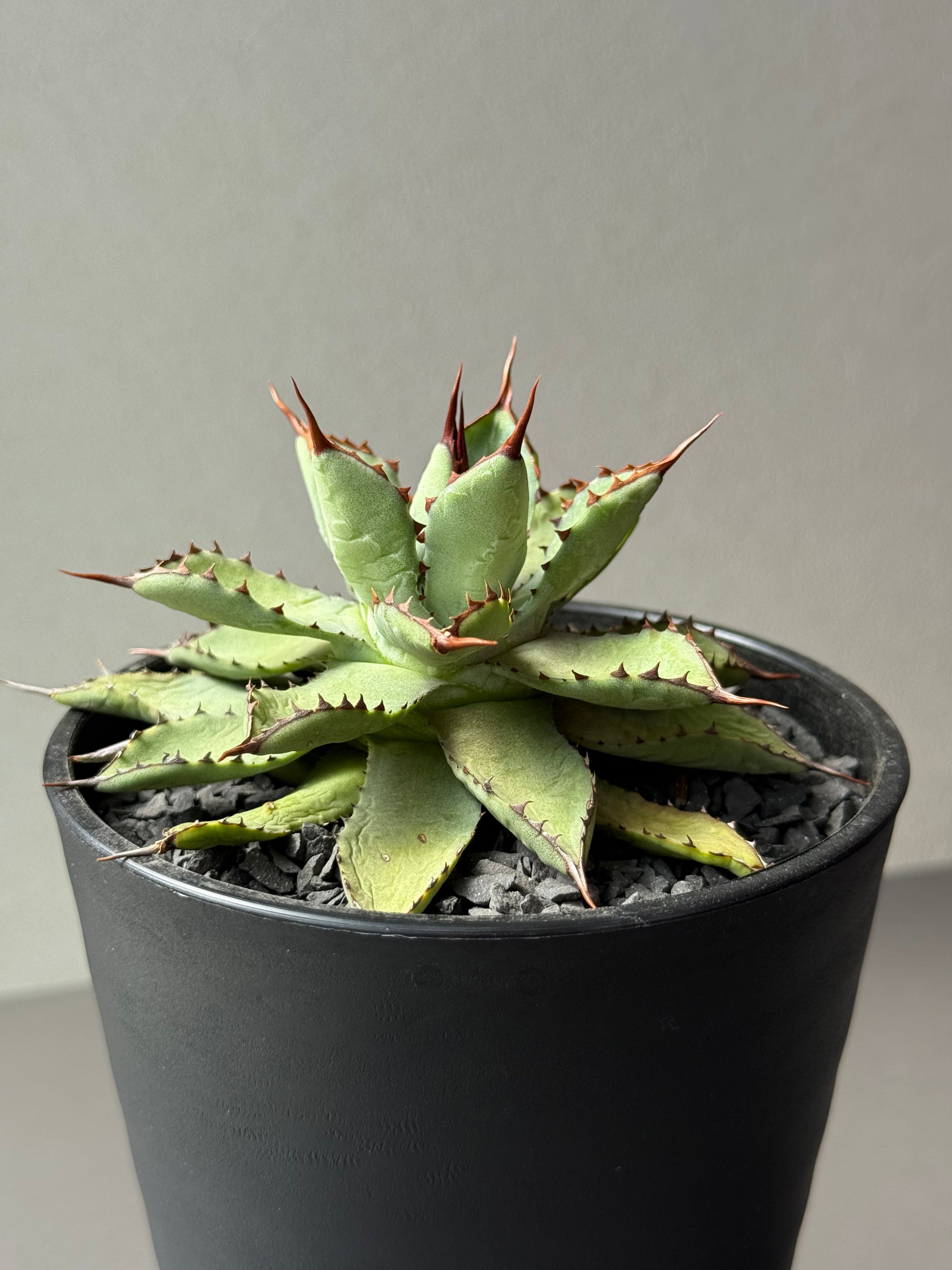 AGAVE｜アガベ・龍舌蘭 – Caudexsan