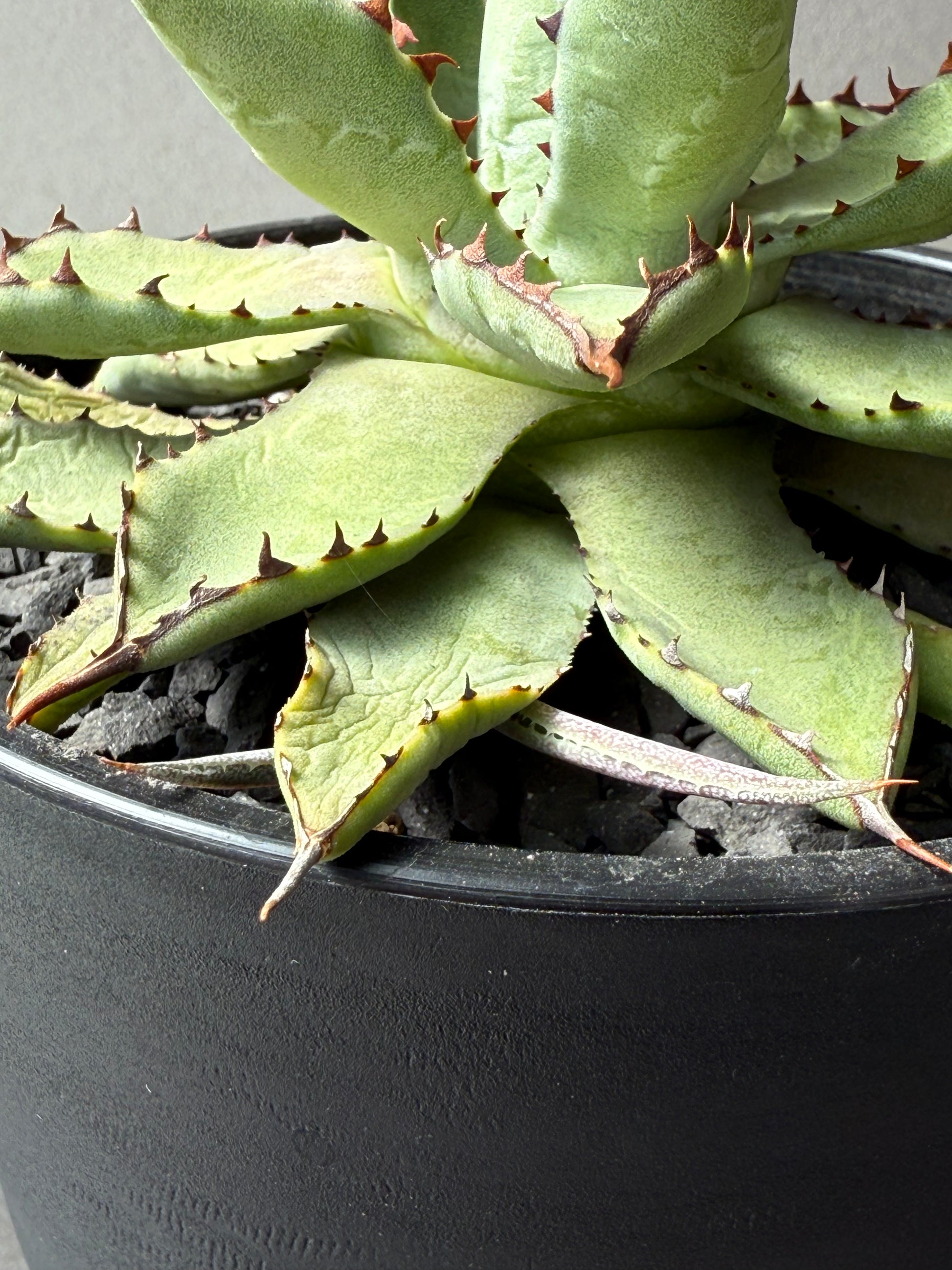 【Stano.Lab】<br>アガベ ハイブリッド<br> 吉祥冠 x 瀧雷 GL028