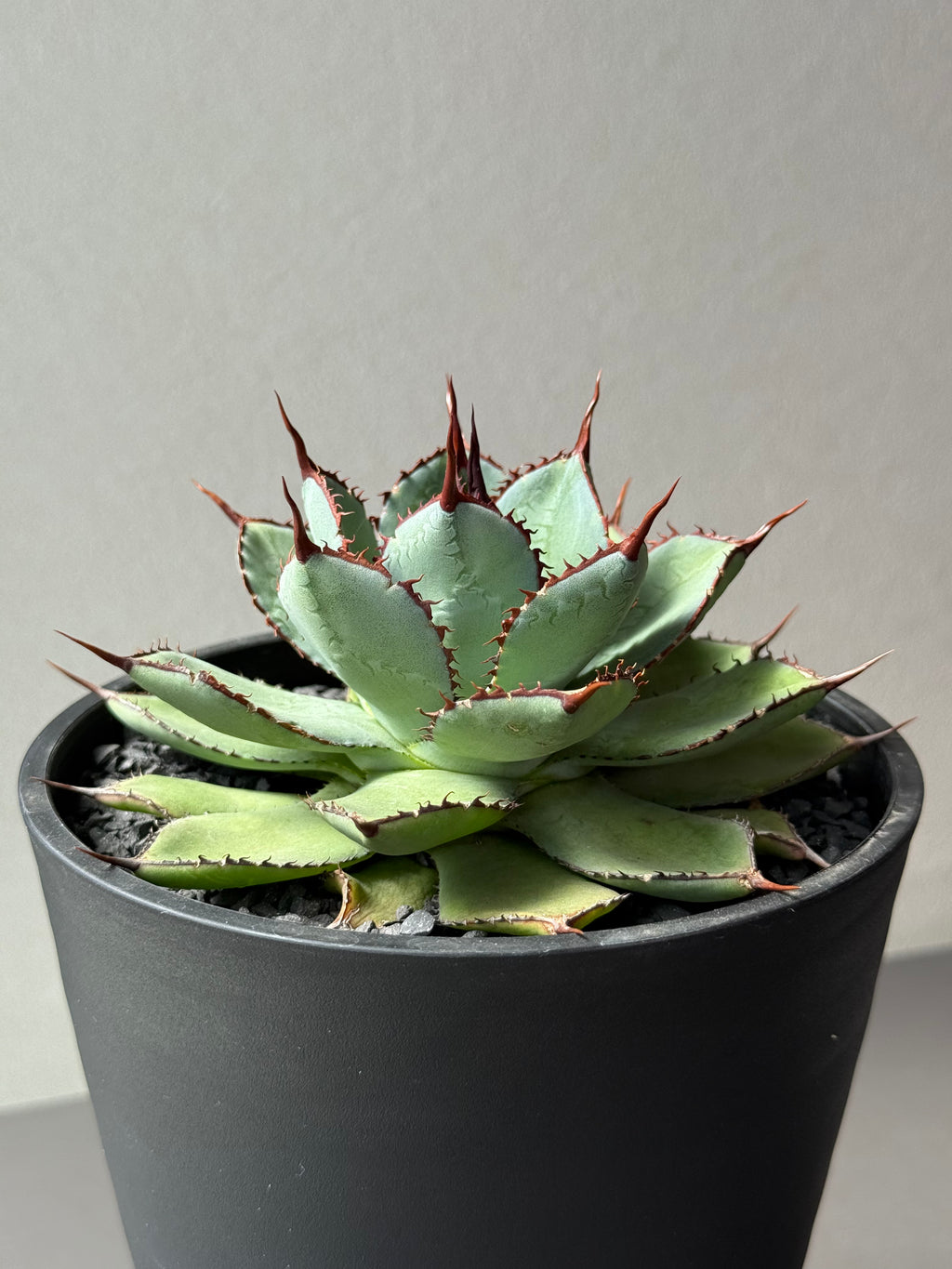 【Stano.Lab】<br>アガベ ハイブリッド<br> 吉祥冠 x 瀧雷 GL042