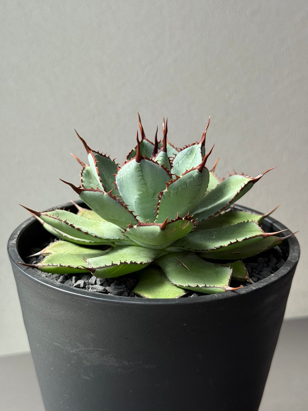 【Stano.Lab】<br>アガベ ハイブリッド<br> 吉祥冠 x 瀧雷 GL042