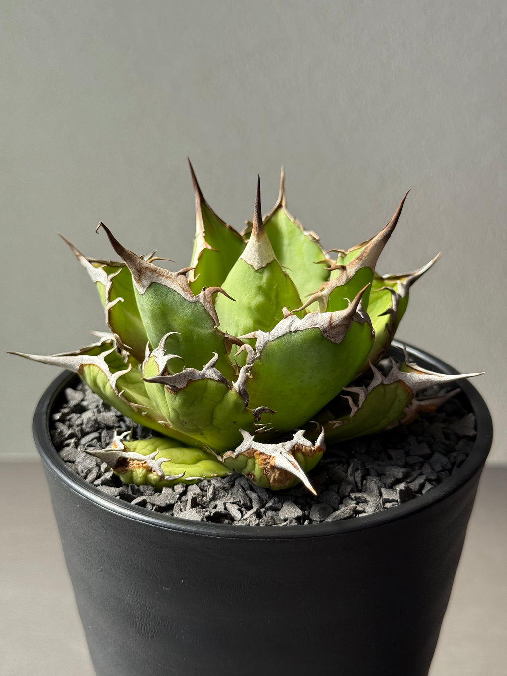 【Stano.Lab】<br>アガベ チタノタ<br> 'フィッシュ ボーン' GT-4