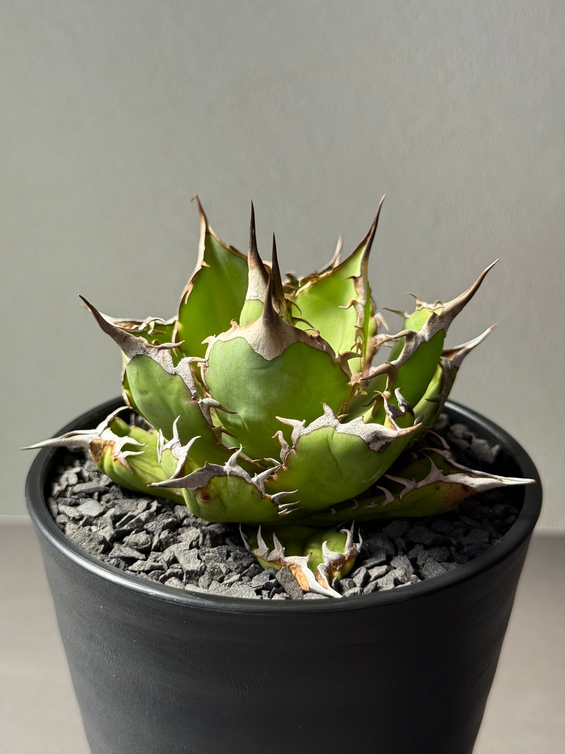 【Stano.Lab】<br>アガベ チタノタ<br> 'フィッシュ ボーン' GT-4