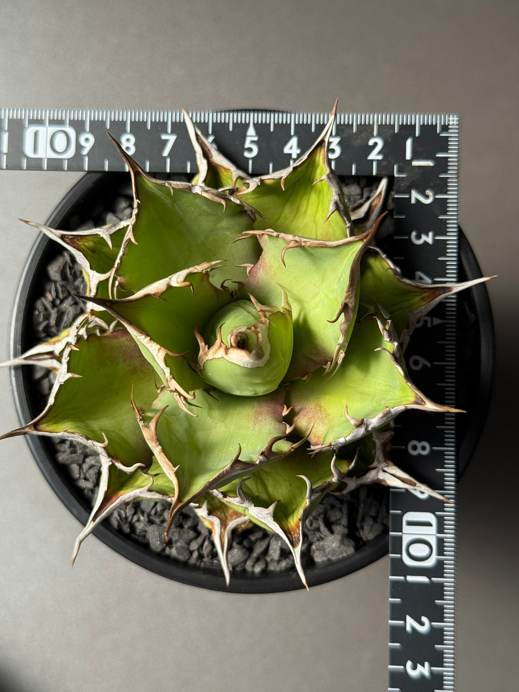 【Stano.Lab】<br>アガベ チタノタ<br> 'フィッシュ ボーン' GT-4