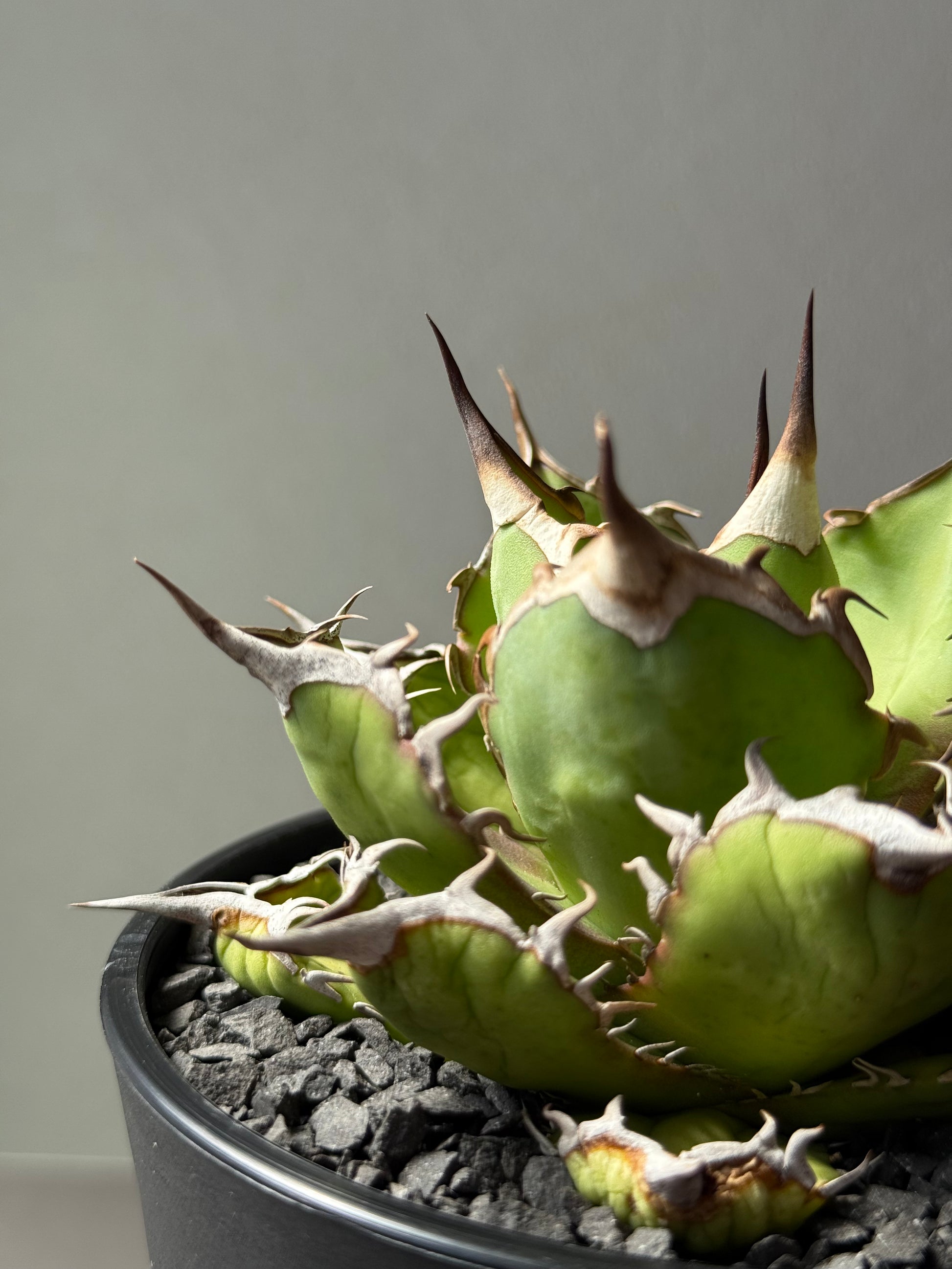 【Stano.Lab】<br>アガベ チタノタ<br> 'フィッシュ ボーン' GT-4