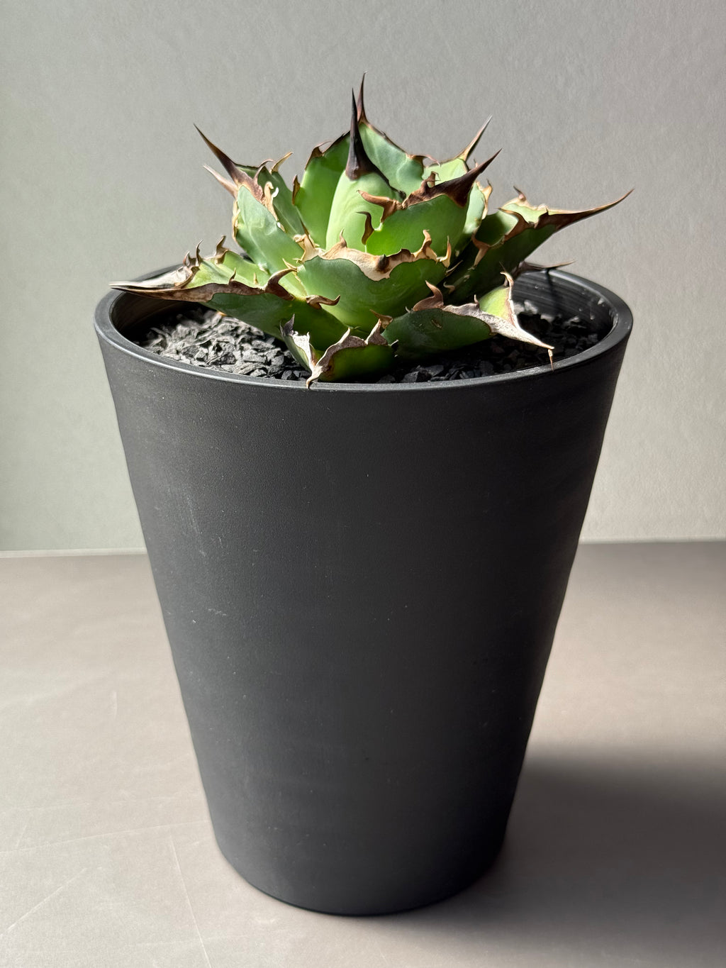 【Stano.Lab】<br>アガベ チタノタ<br> 'ハデス'GT-5