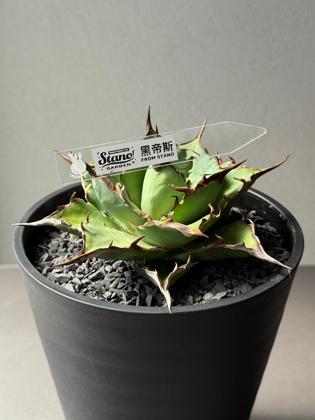 【Stano.Lab】<br>アガベ チタノタ<br> 'ハデス'GT-5