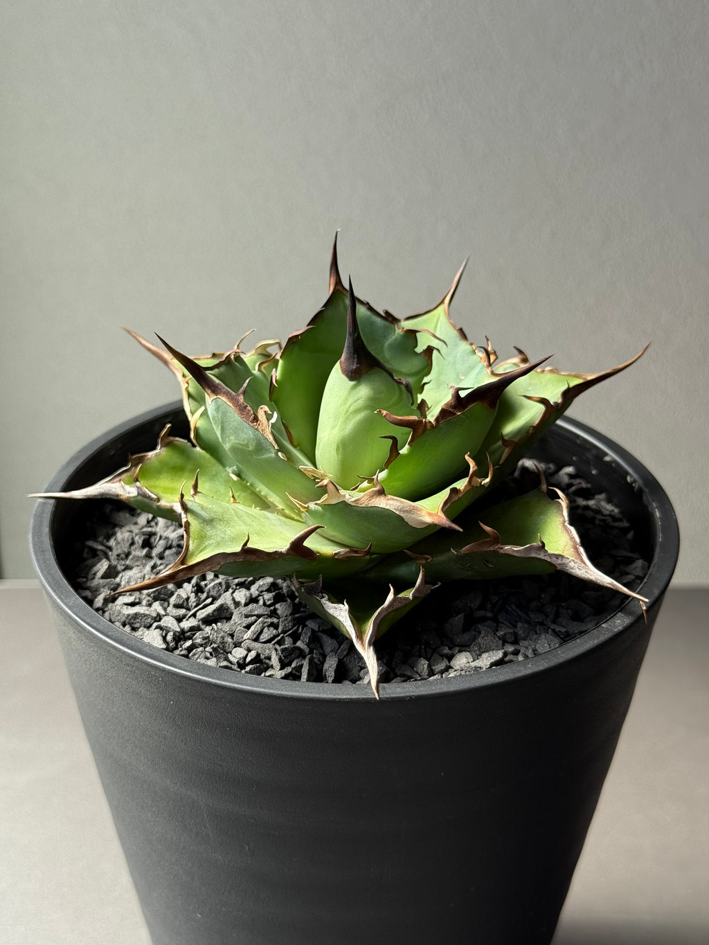 【Stano.Lab】<br>アガベ チタノタ<br> 'ハデス'GT-5