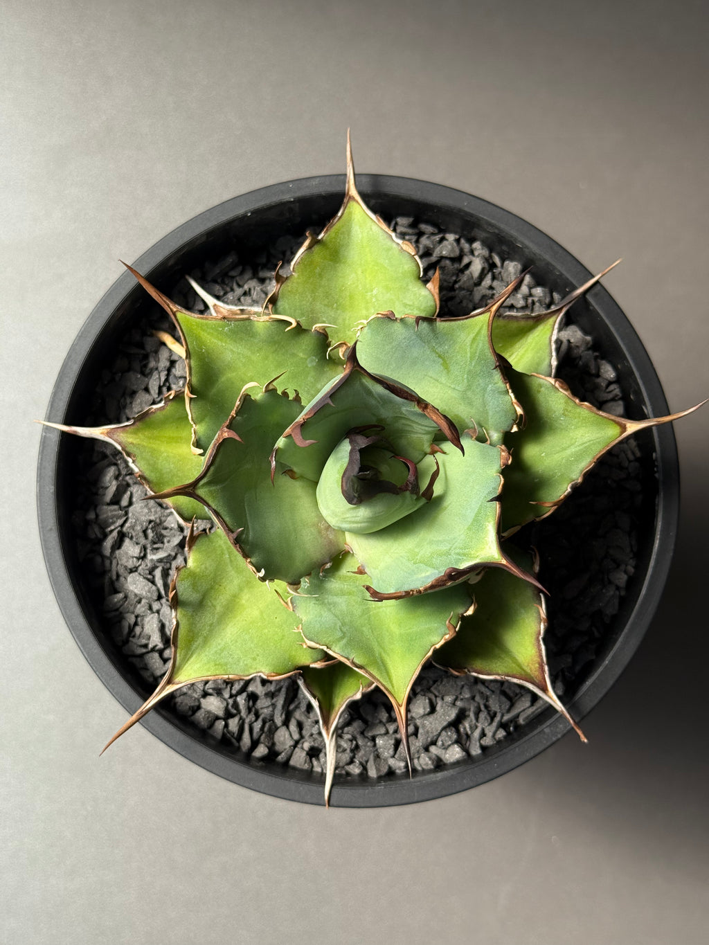 【Stano.Lab】<br>アガベ チタノタ<br> 'ハデス'GT-5