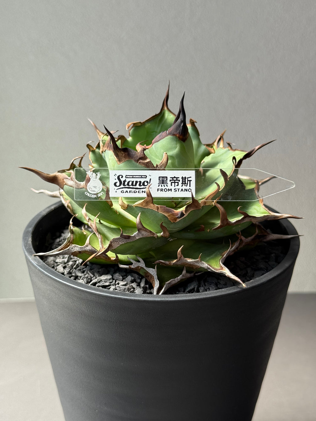 【Stano.Lab】<br>アガベ チタノタ<br> 'ハデス'GT-6