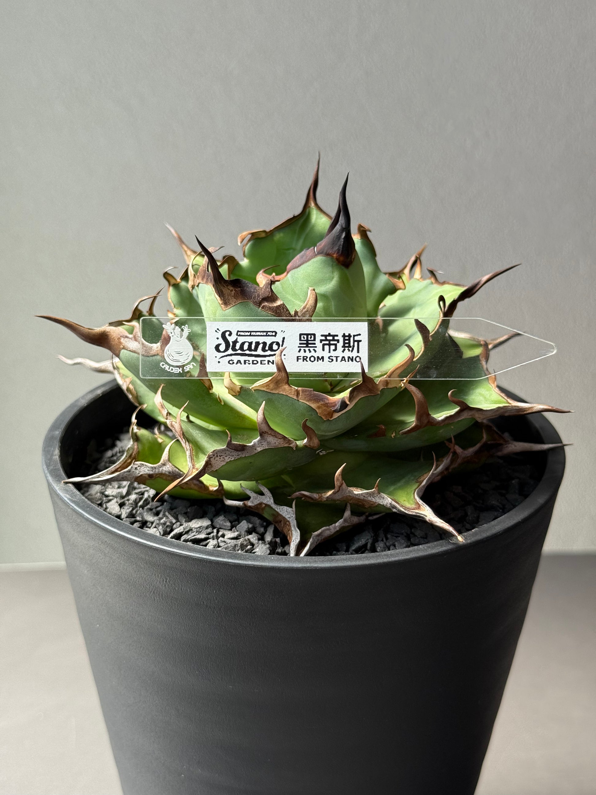 【Stano.Lab】<br>アガベ チタノタ<br> 'ハデス'GT-6