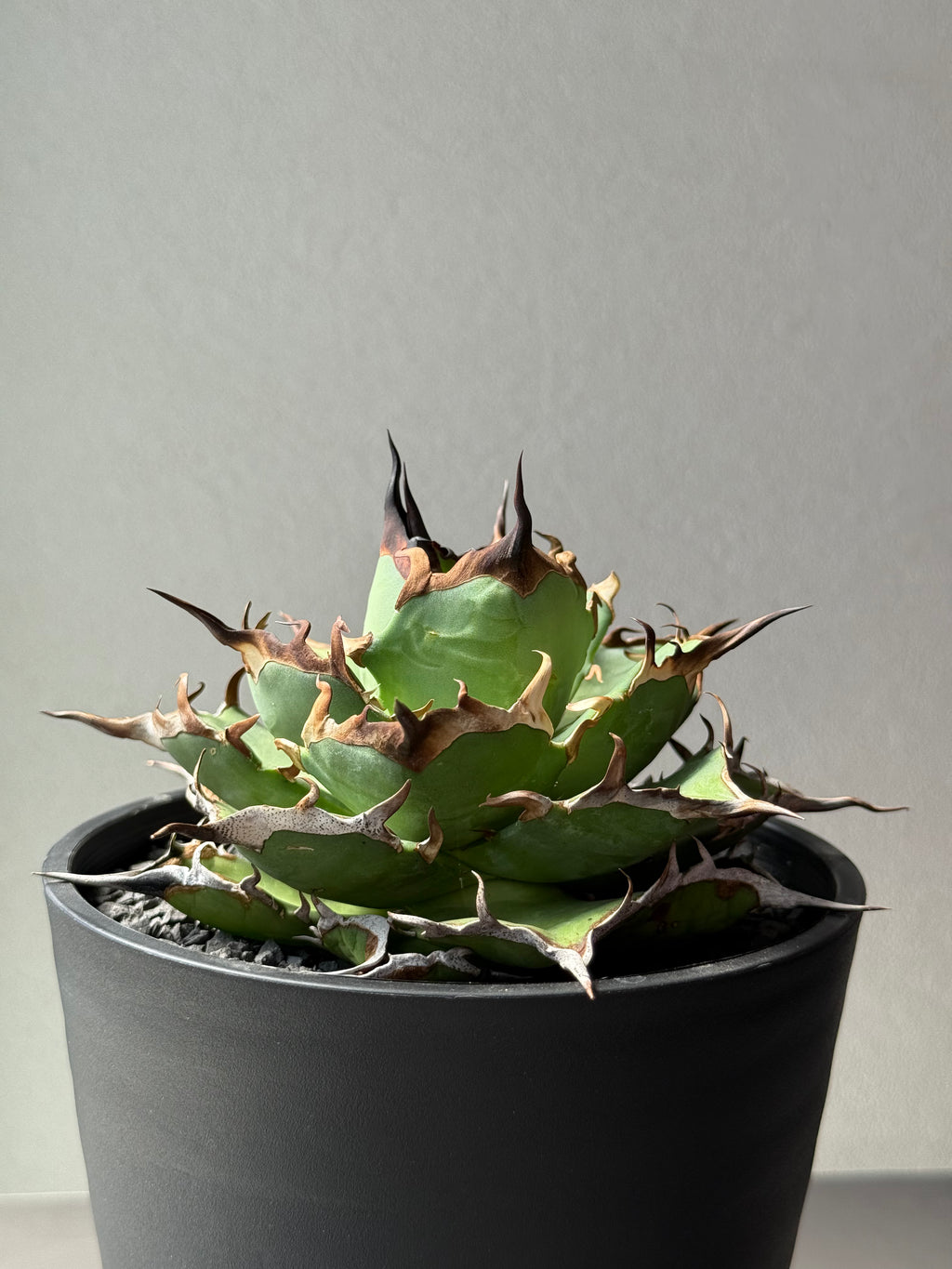 【Stano.Lab】<br>アガベ チタノタ<br> 'ハデス'GT-6