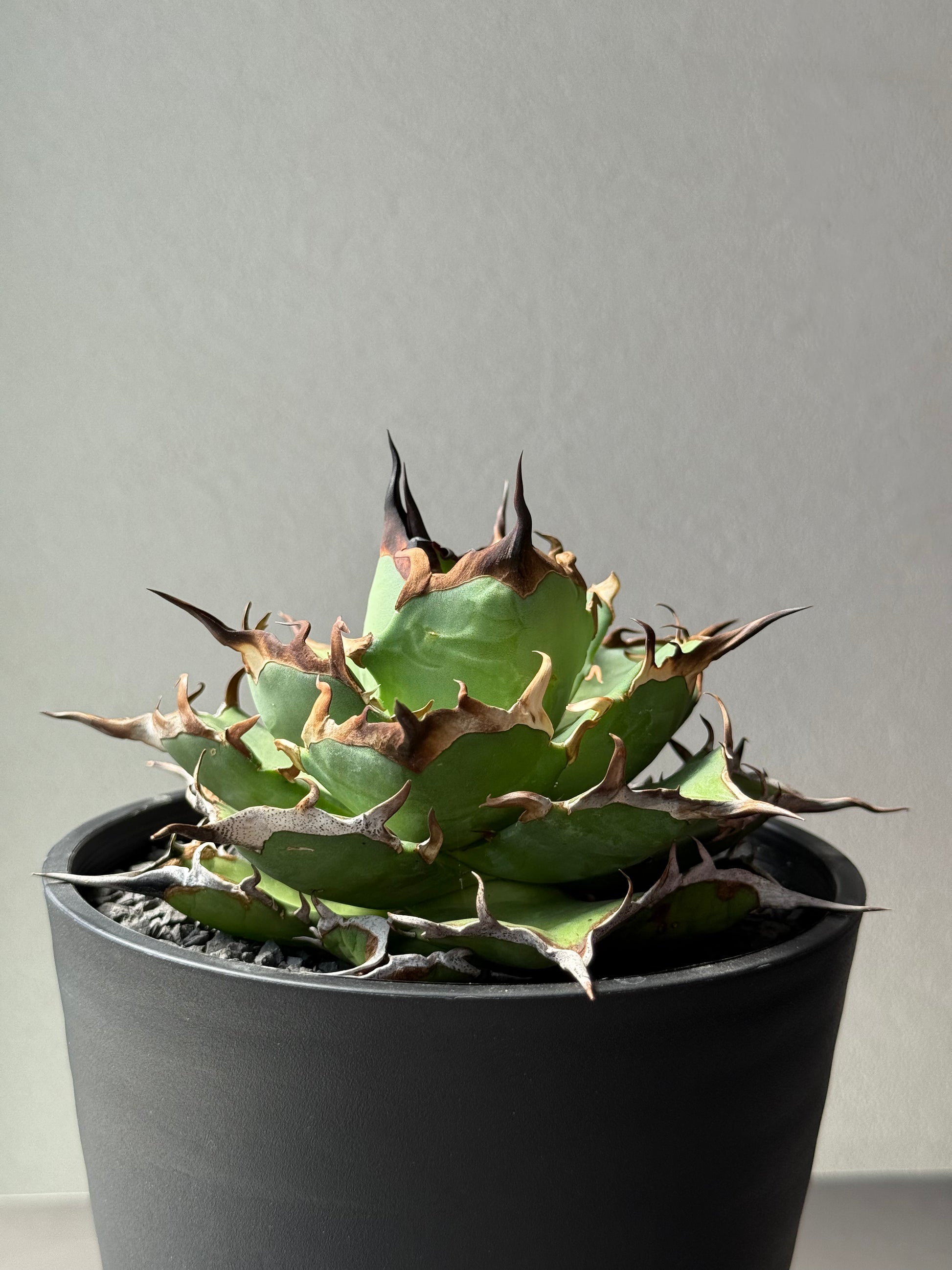 【Stano.Lab】<br>アガベ チタノタ<br> 'ハデス'GT-6