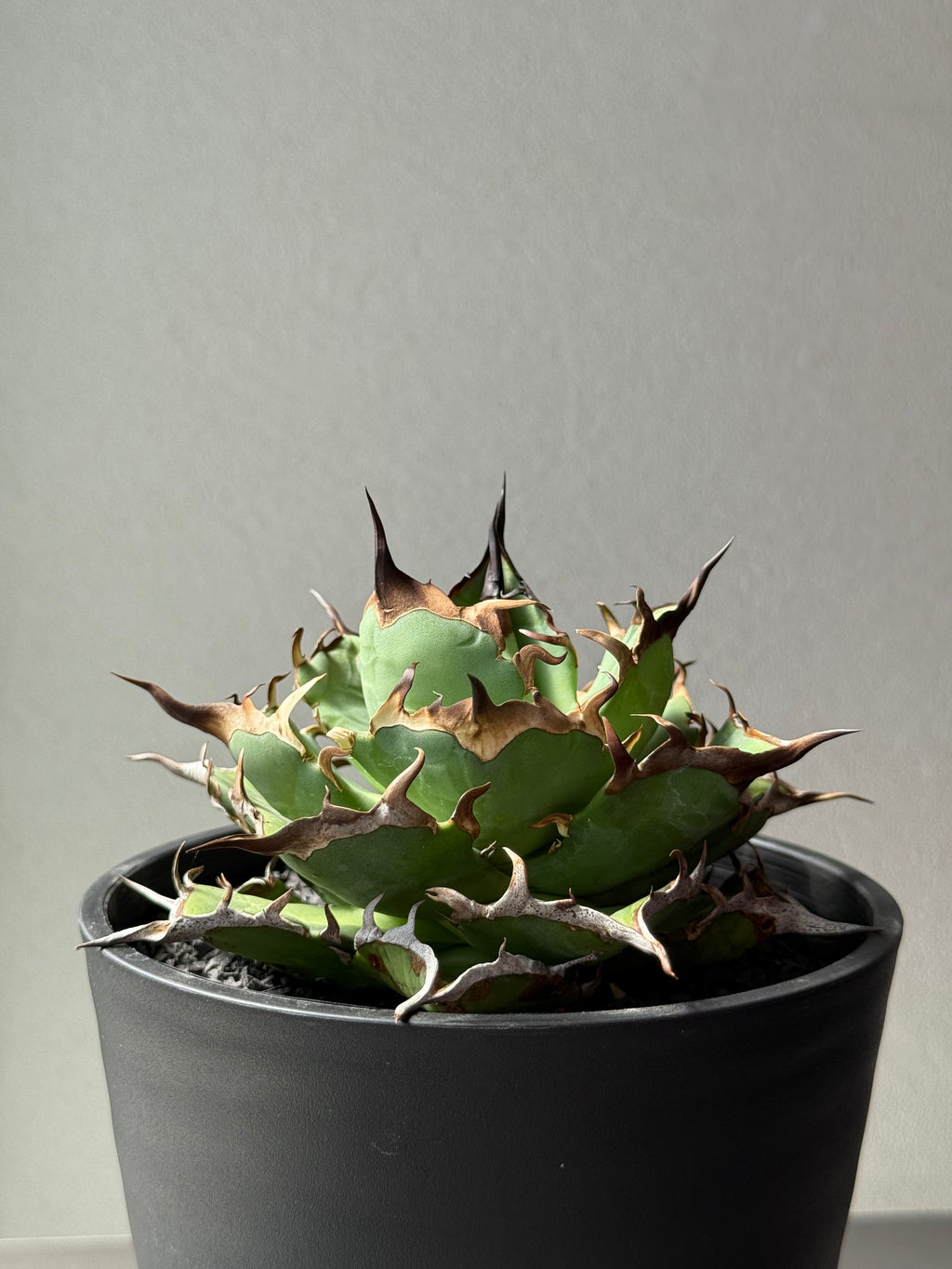 【Stano.Lab】<br>アガベ チタノタ<br> 'ハデス'GT-6