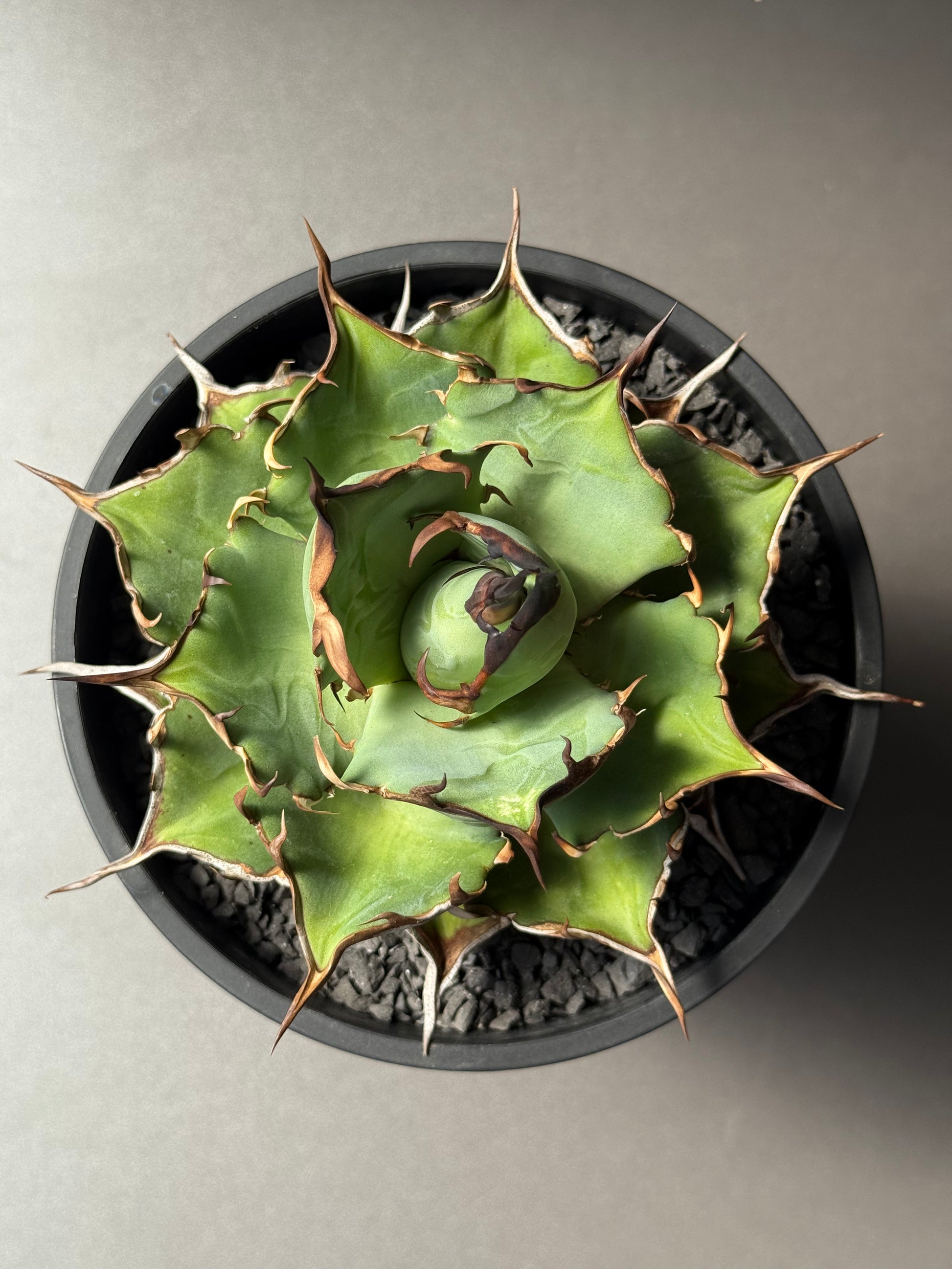 【Stano.Lab】<br>アガベ チタノタ<br> 'ハデス'GT-6