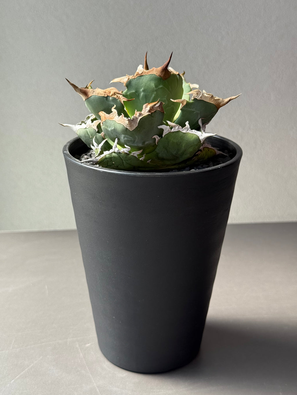 【Stano.Lab】<br>アガベ チタノタ<br> 'カニ' GT-7 初心者お薦め