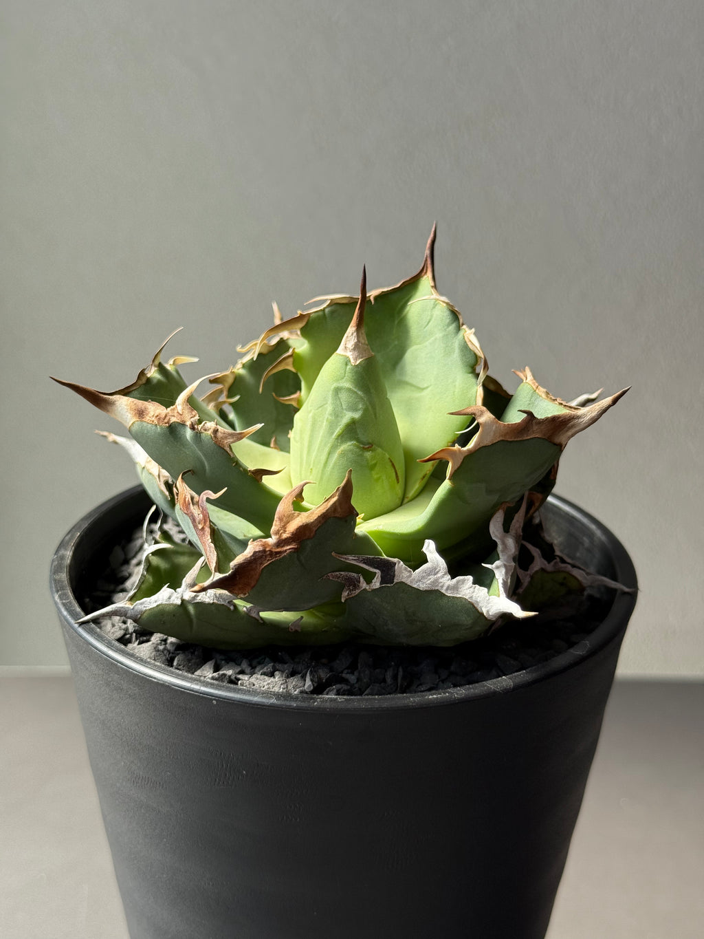 【Stano.Lab】<br>アガベ チタノタ<br> 'カニ' GT-7 初心者お薦め