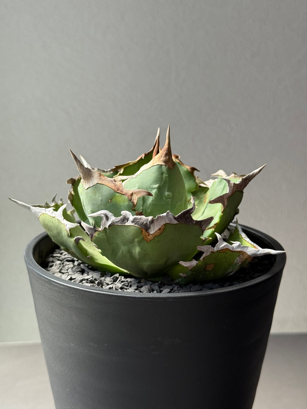 【Stano.Lab】<br>アガベ チタノタ<br> 'カニ' GT-8