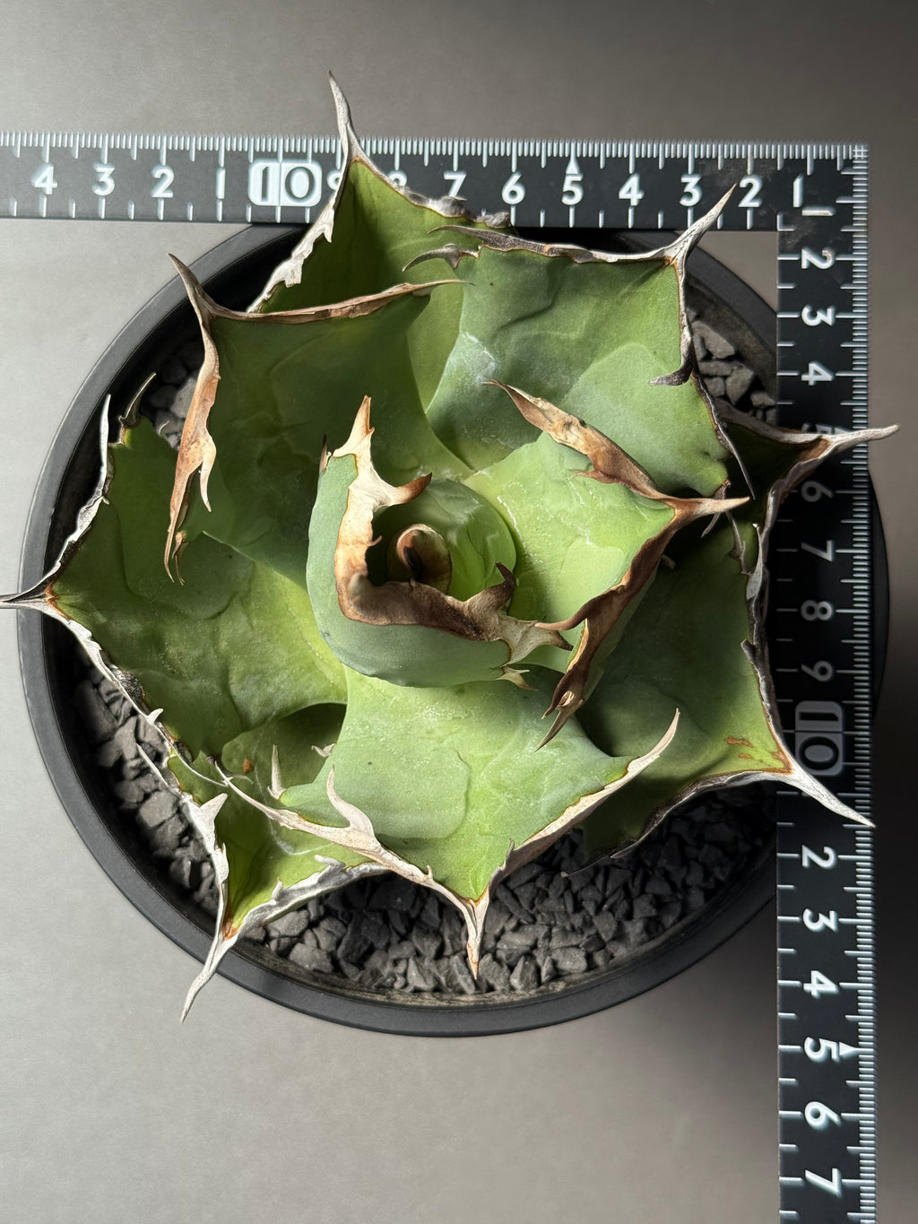 【Stano.Lab】<br>アガベ チタノタ<br> 'カニ' GT-8