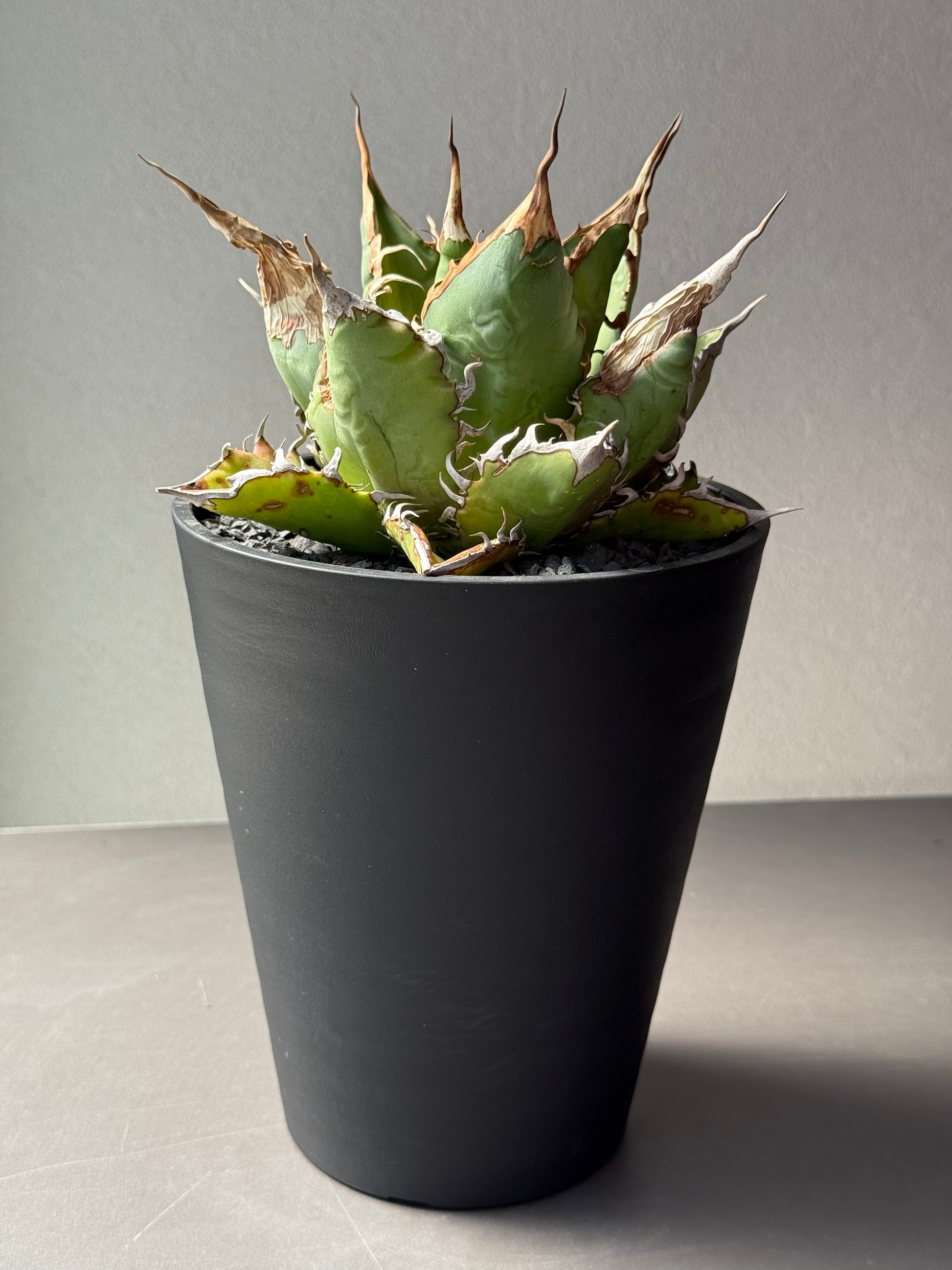 【Stano.Lab】<br>アガベ チタノタ<br> 'チーター'