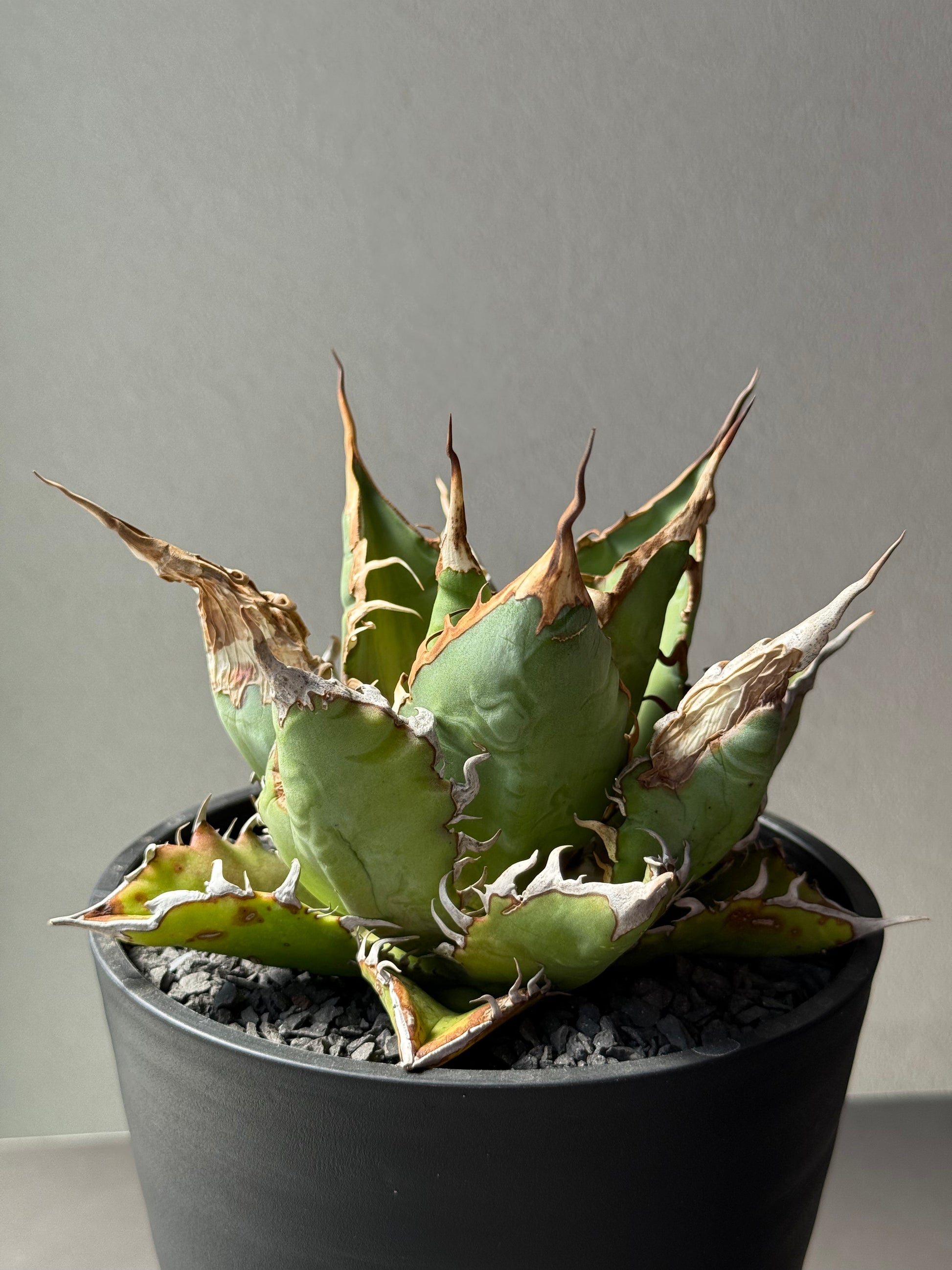 【Stano.Lab】<br>アガベ チタノタ<br> 'チーター'