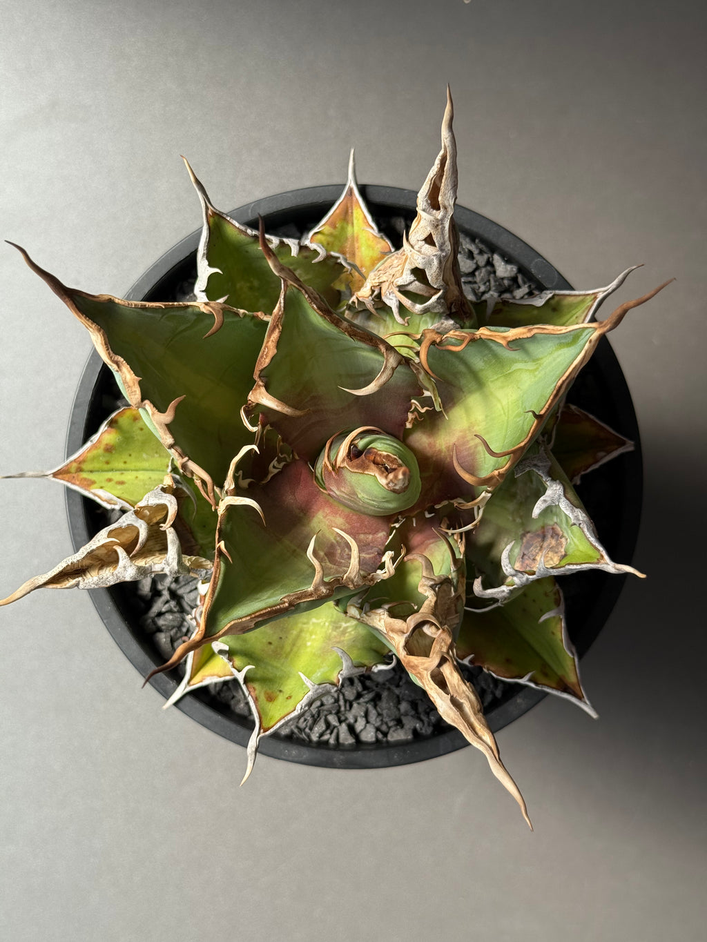 【Stano.Lab】<br>アガベ チタノタ<br> 'チーター'