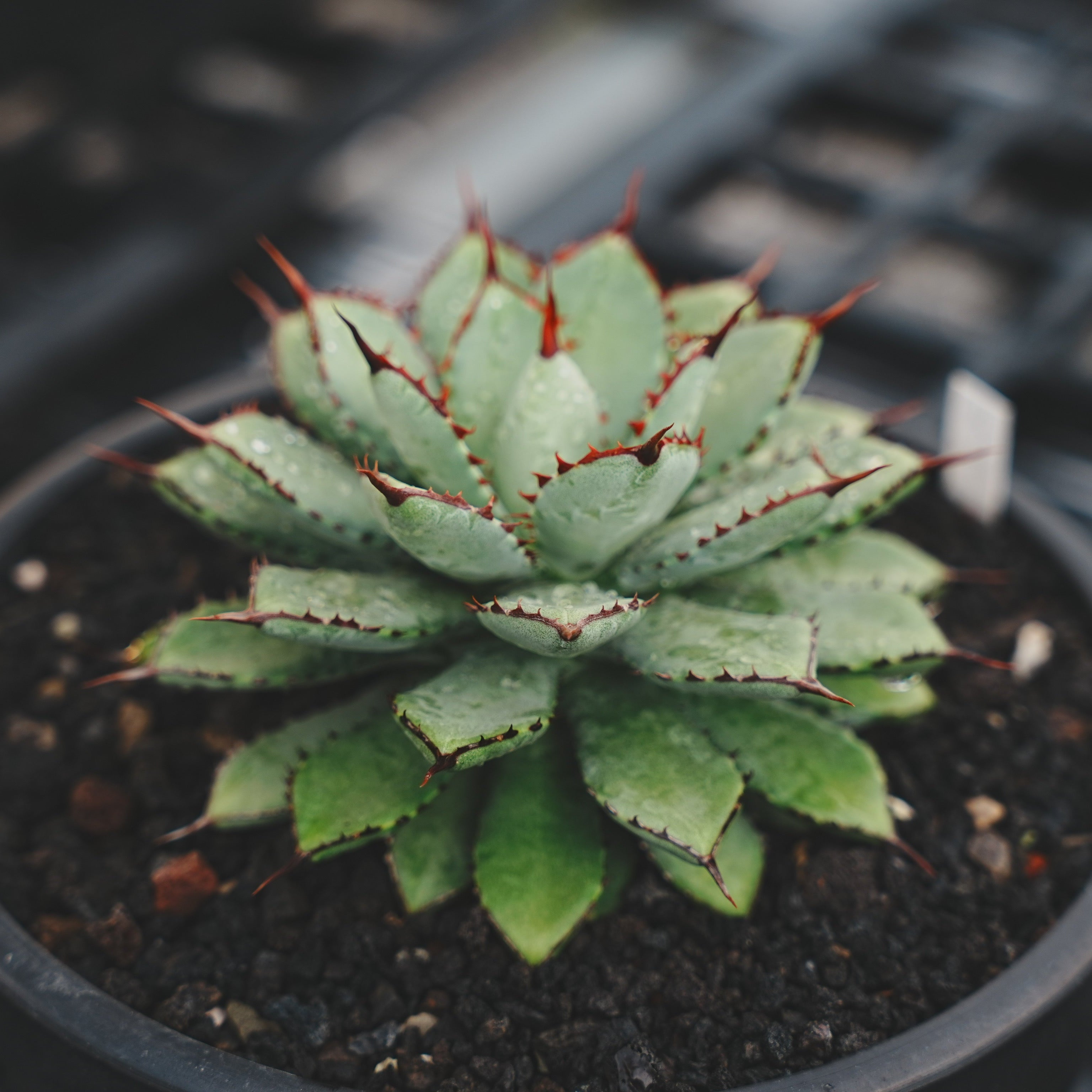 AGAVE｜アガベ・龍舌蘭 – Caudexsan