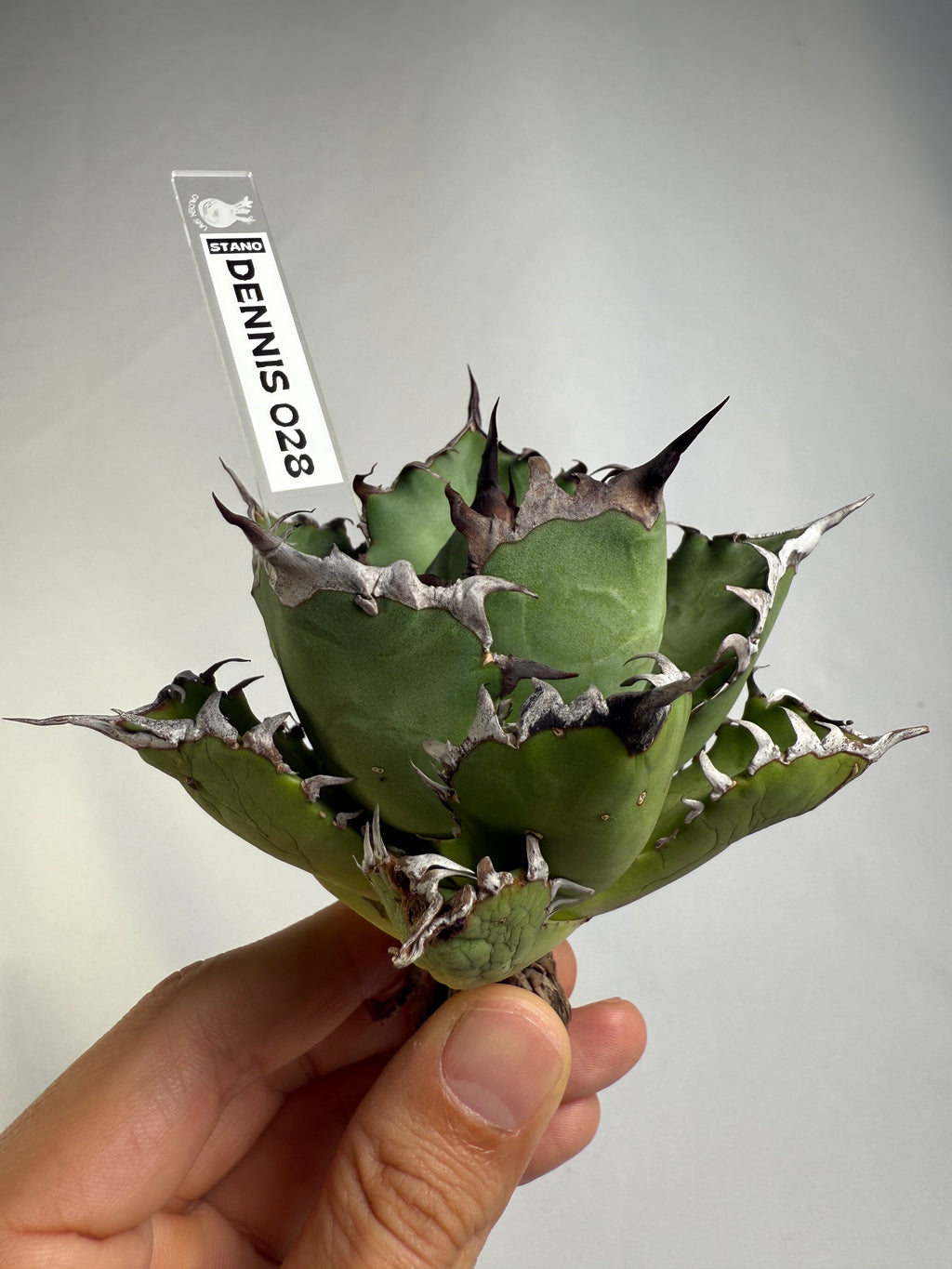 【Stano.Lab】<br>アガベ チタノタ<br> '幽霊'