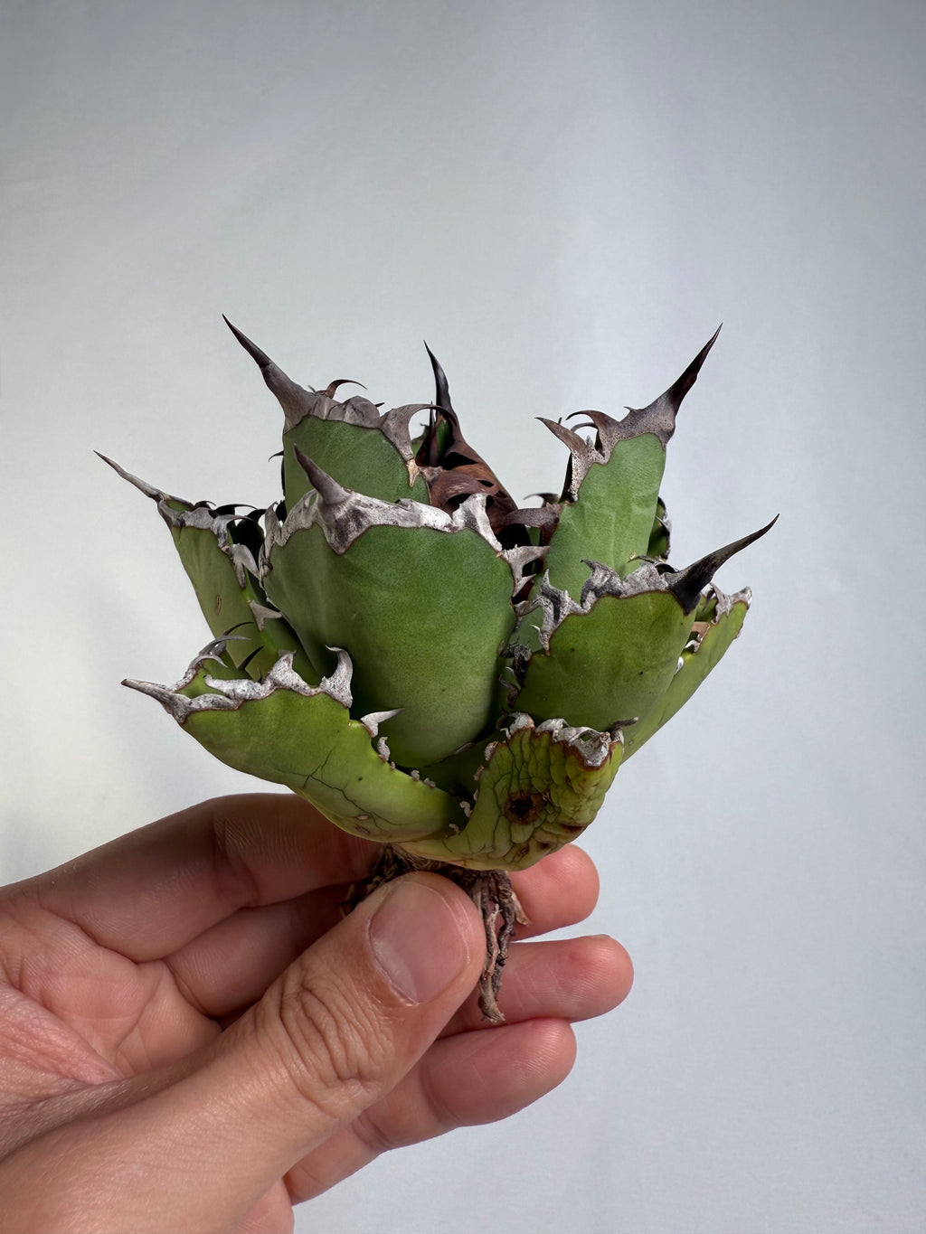 【Stano.Lab】<br>アガベ チタノタ<br> '幽霊'