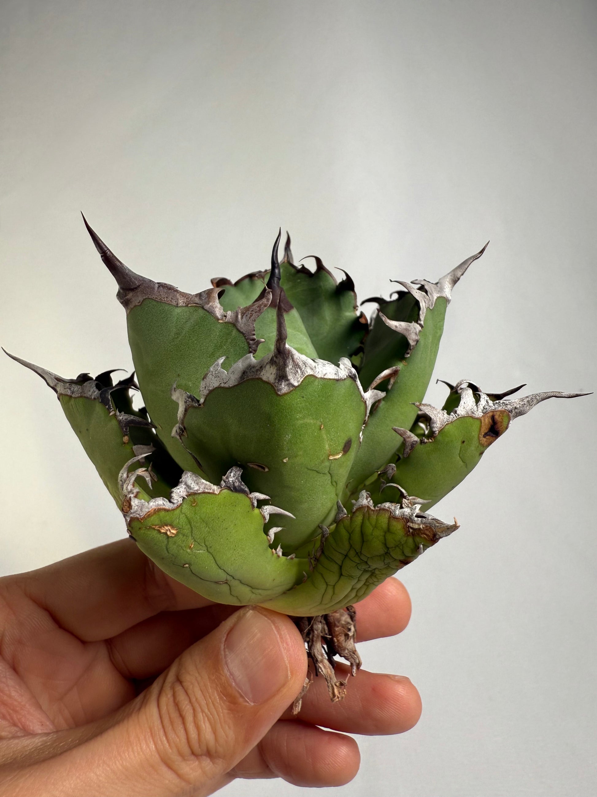 【Stano.Lab】<br>アガベ チタノタ<br> '幽霊'