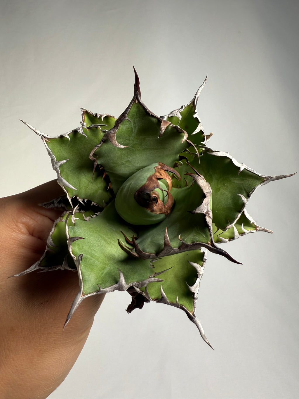 【Stano.Lab】<br>アガベ チタノタ<br> '幽霊'