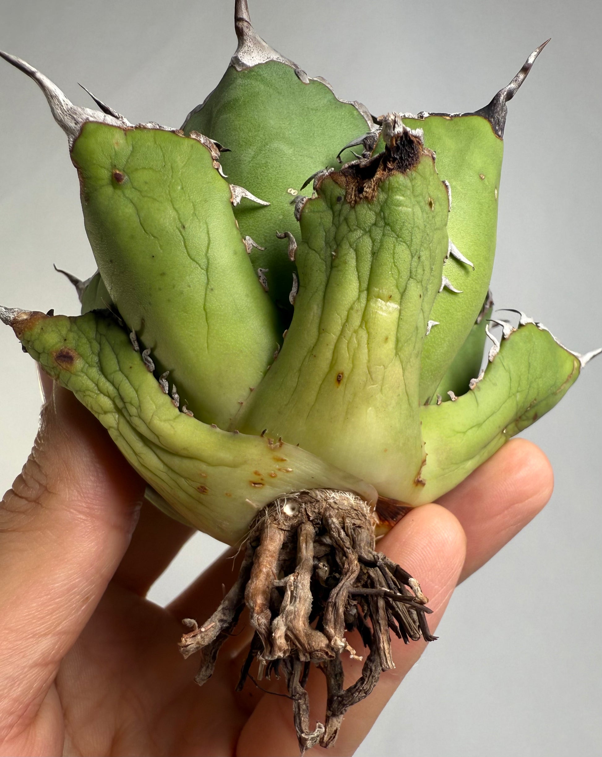 【Stano.Lab】<br>アガベ チタノタ<br> '幽霊'