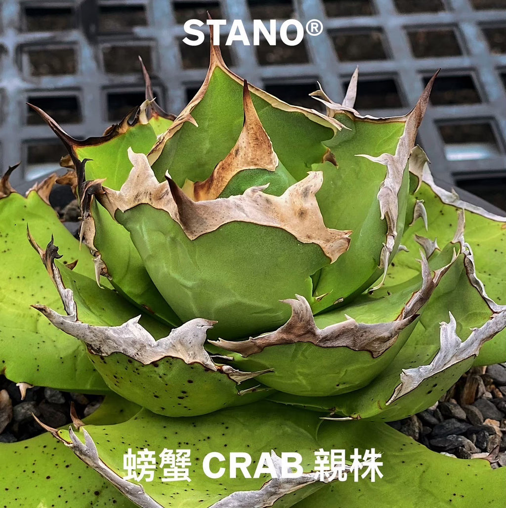 【Stano.Lab】<br>アガベ チタノタ<br> 'カニ' GT-7 初心者お薦め