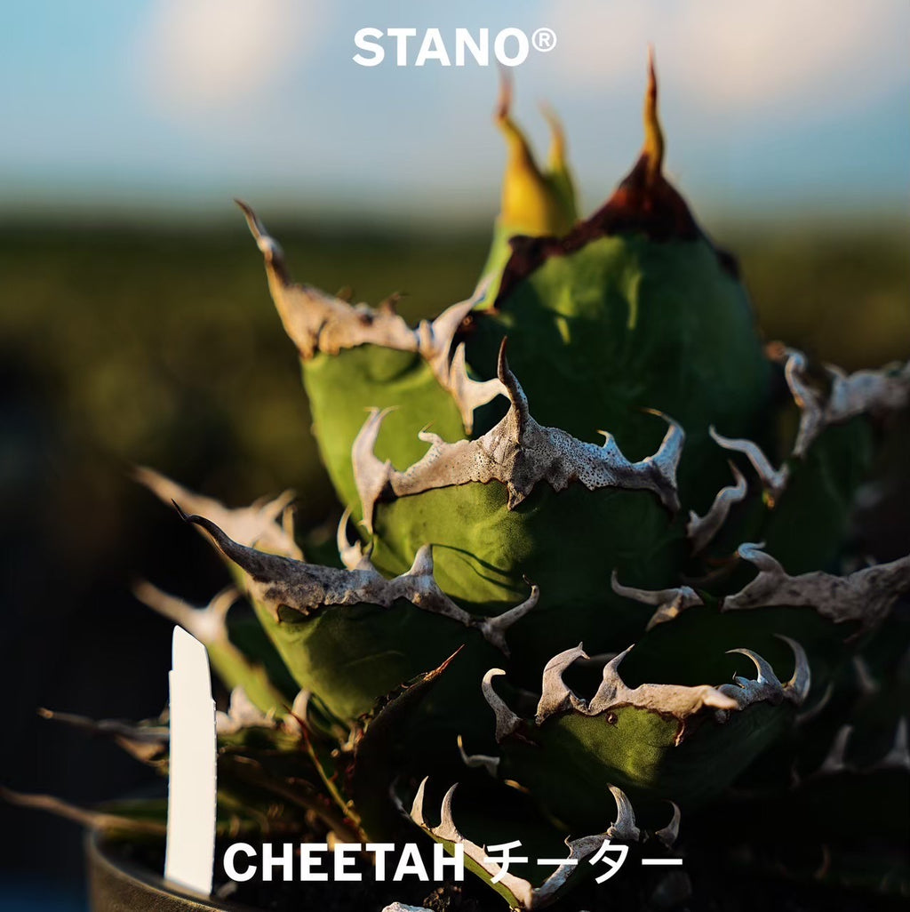 【Stano.Lab】<br>アガベ チタノタ<br> 'チーター'