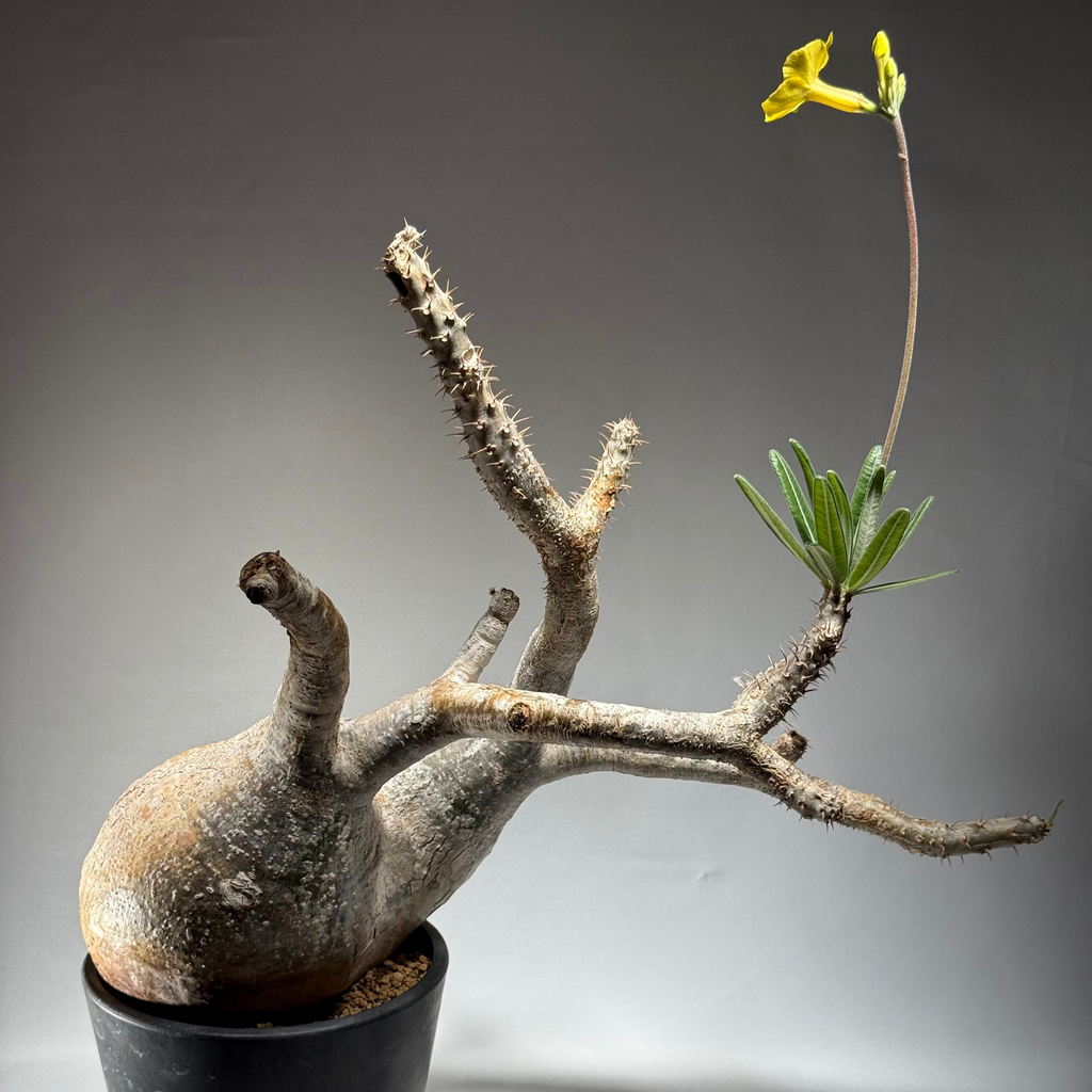 【発根済】パキポディウム・ロスラツム グラキリス C1