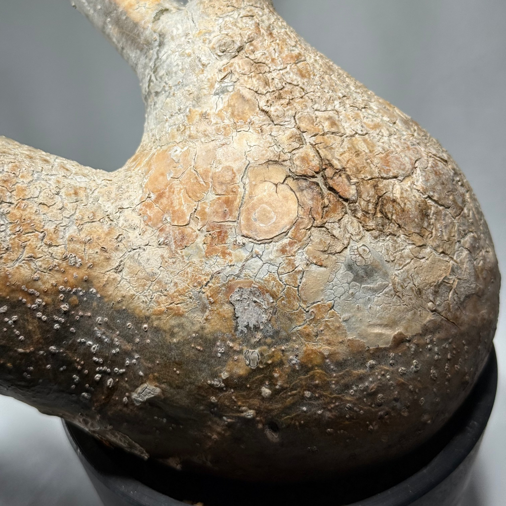 【発根済】パキポディウム・ロスラツム グラキリス C1