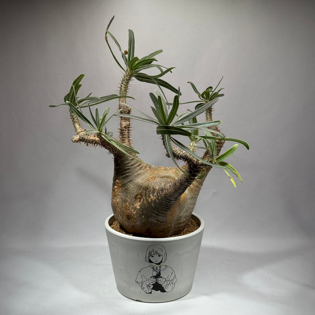 【発根済】パキポディウム・ロスラツム グラキリス C2