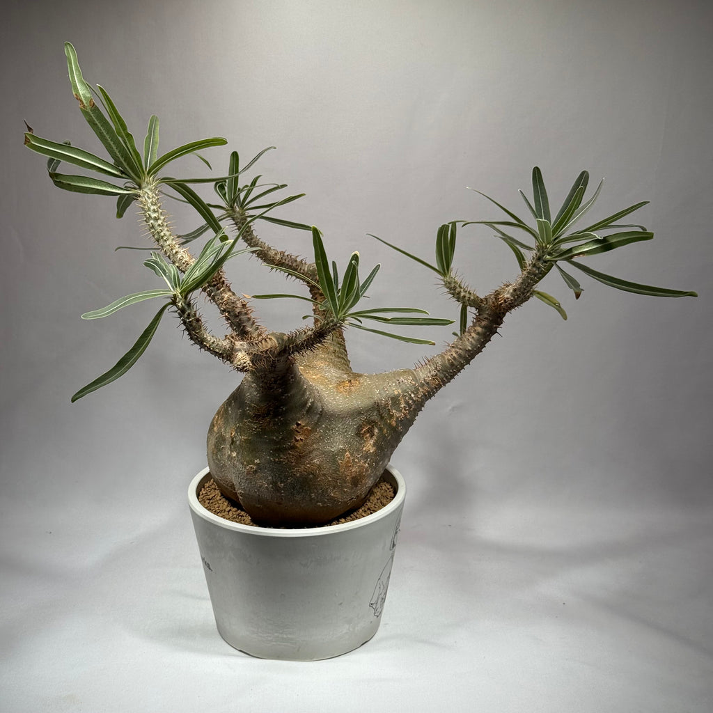 【発根済】パキポディウム・ロスラツム グラキリス C2