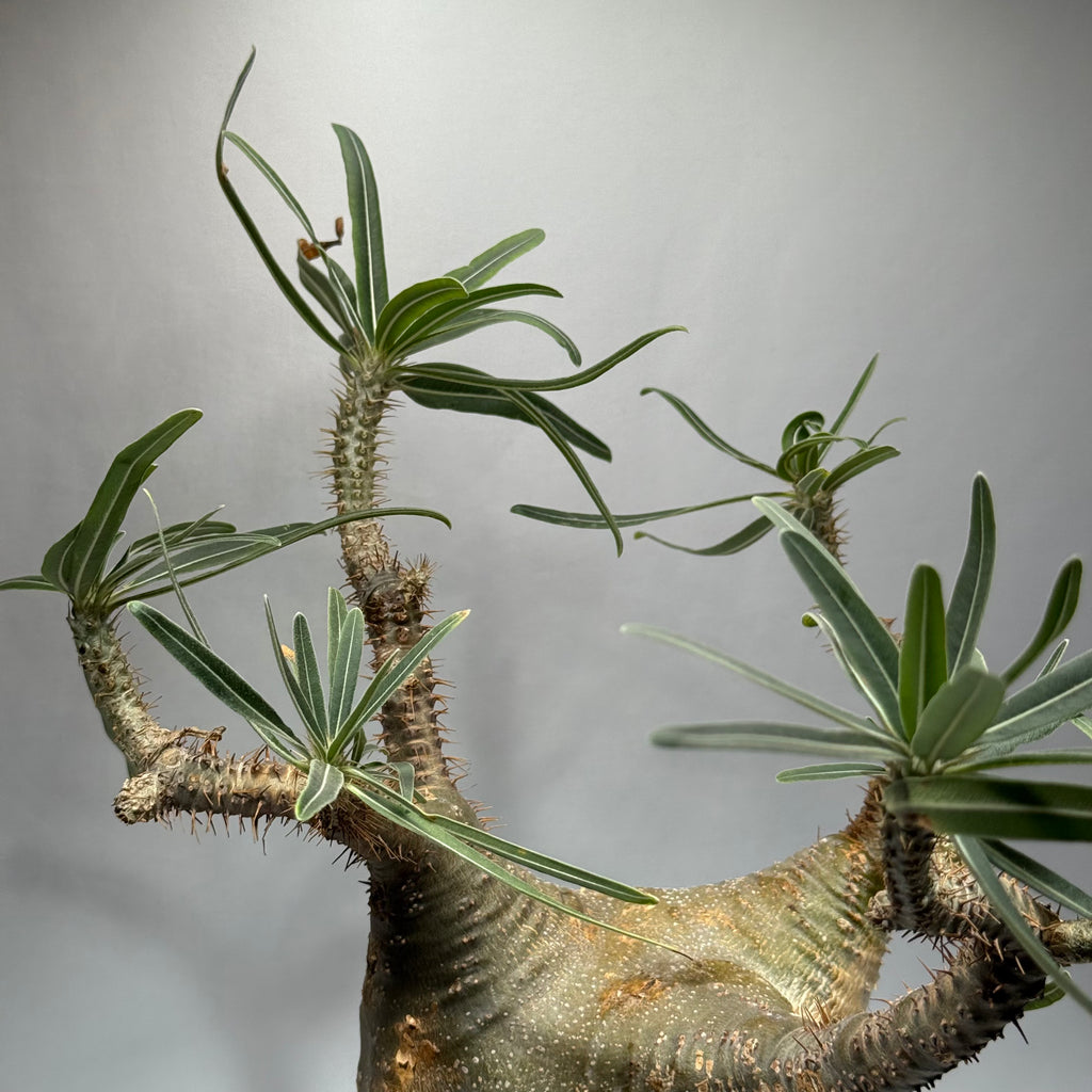 【発根済】パキポディウム・ロスラツム グラキリス C2