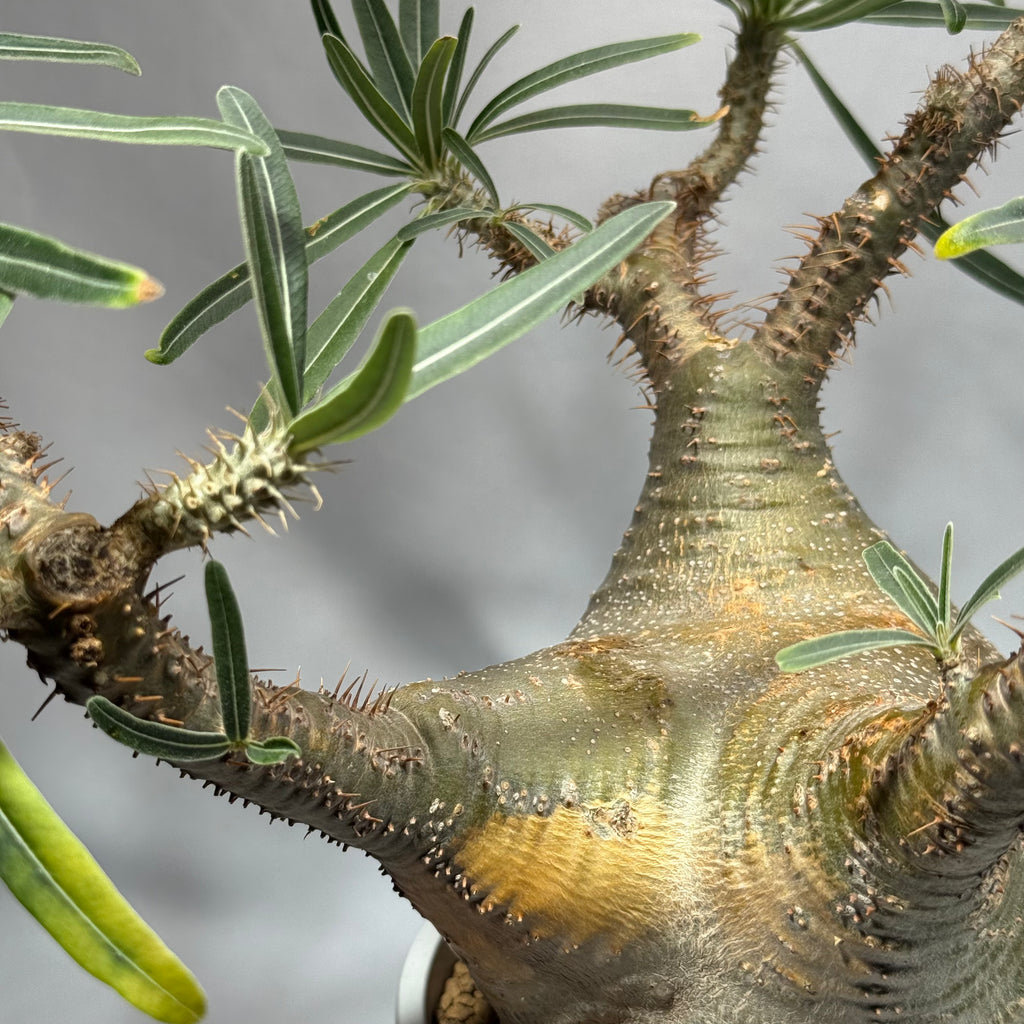 【発根済】パキポディウム・ロスラツム グラキリス C2