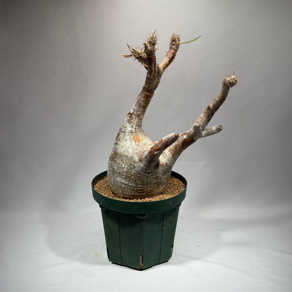 【発根済】パキポディウム・ロスラツム グラキリス C3