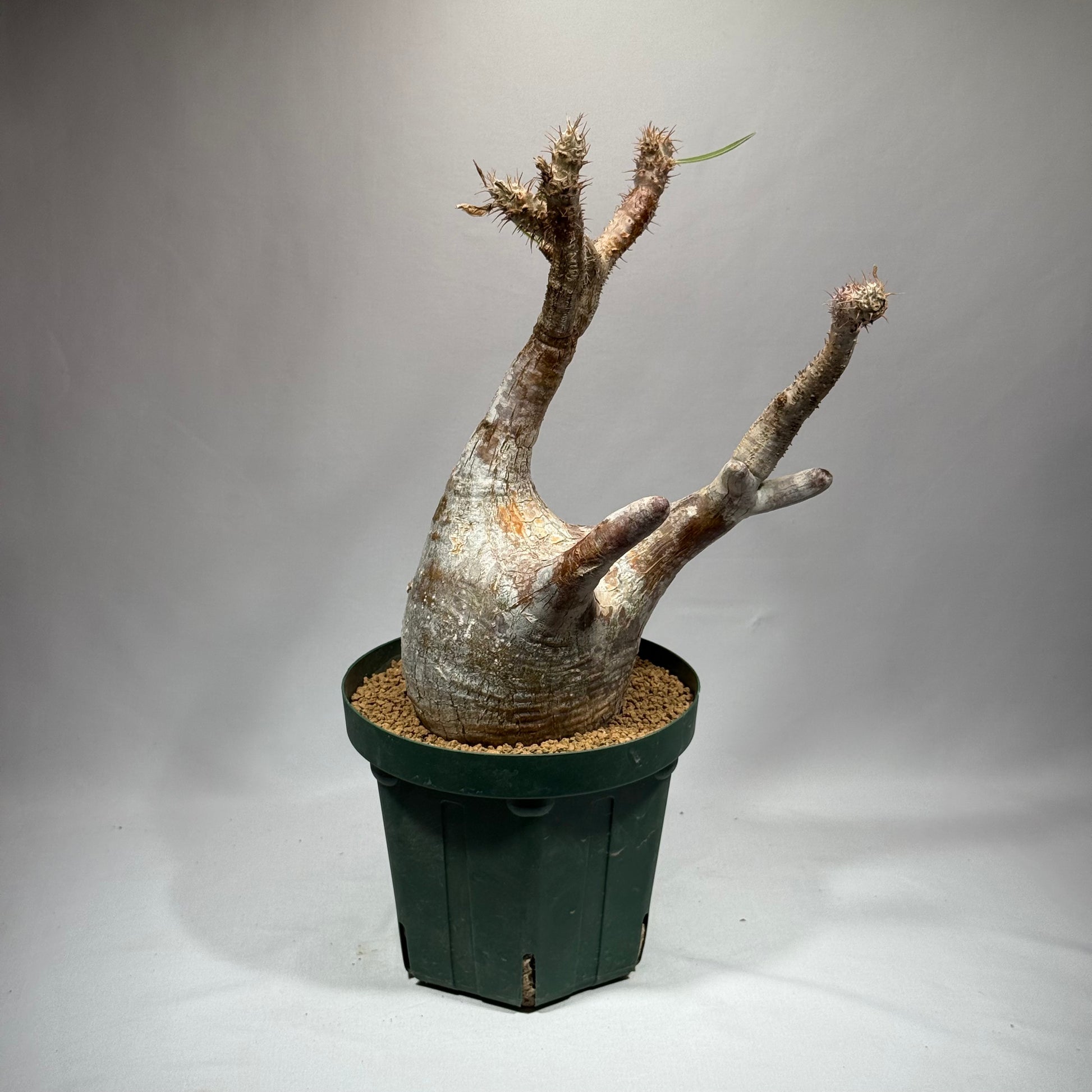 【発根済】パキポディウム・ロスラツム グラキリス C3