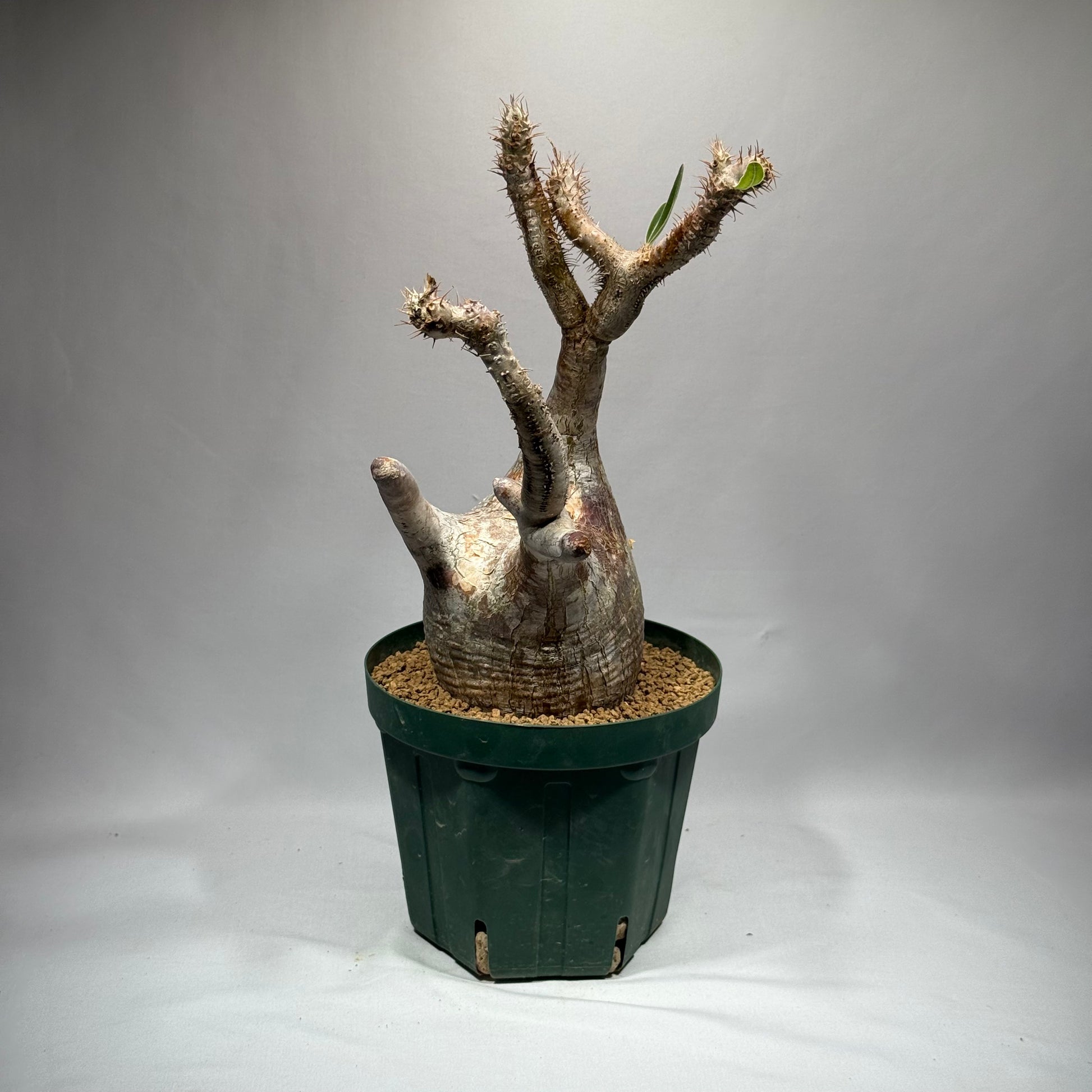 【発根済】パキポディウム・ロスラツム グラキリス C3