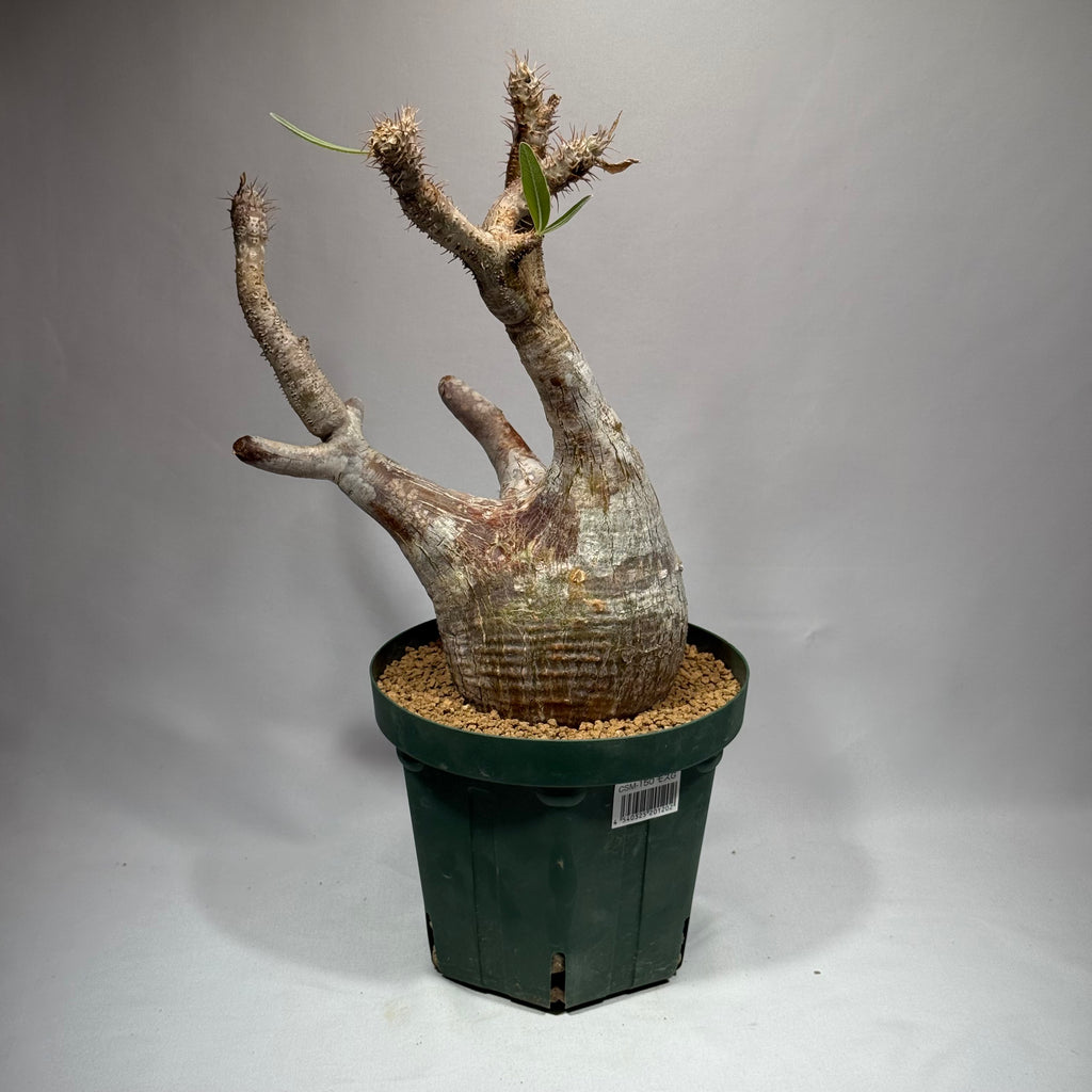 【発根済】パキポディウム・ロスラツム グラキリス C3