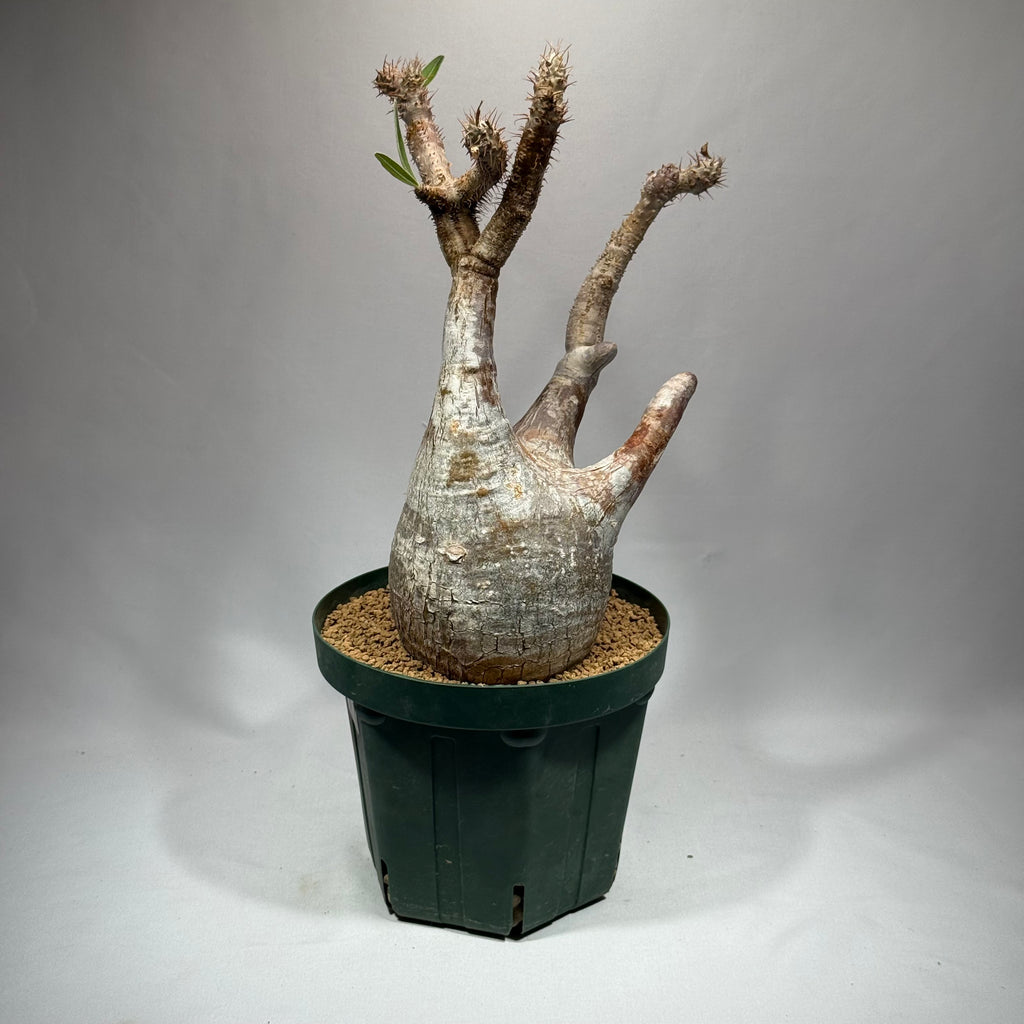 【発根済】パキポディウム・ロスラツム グラキリス C3