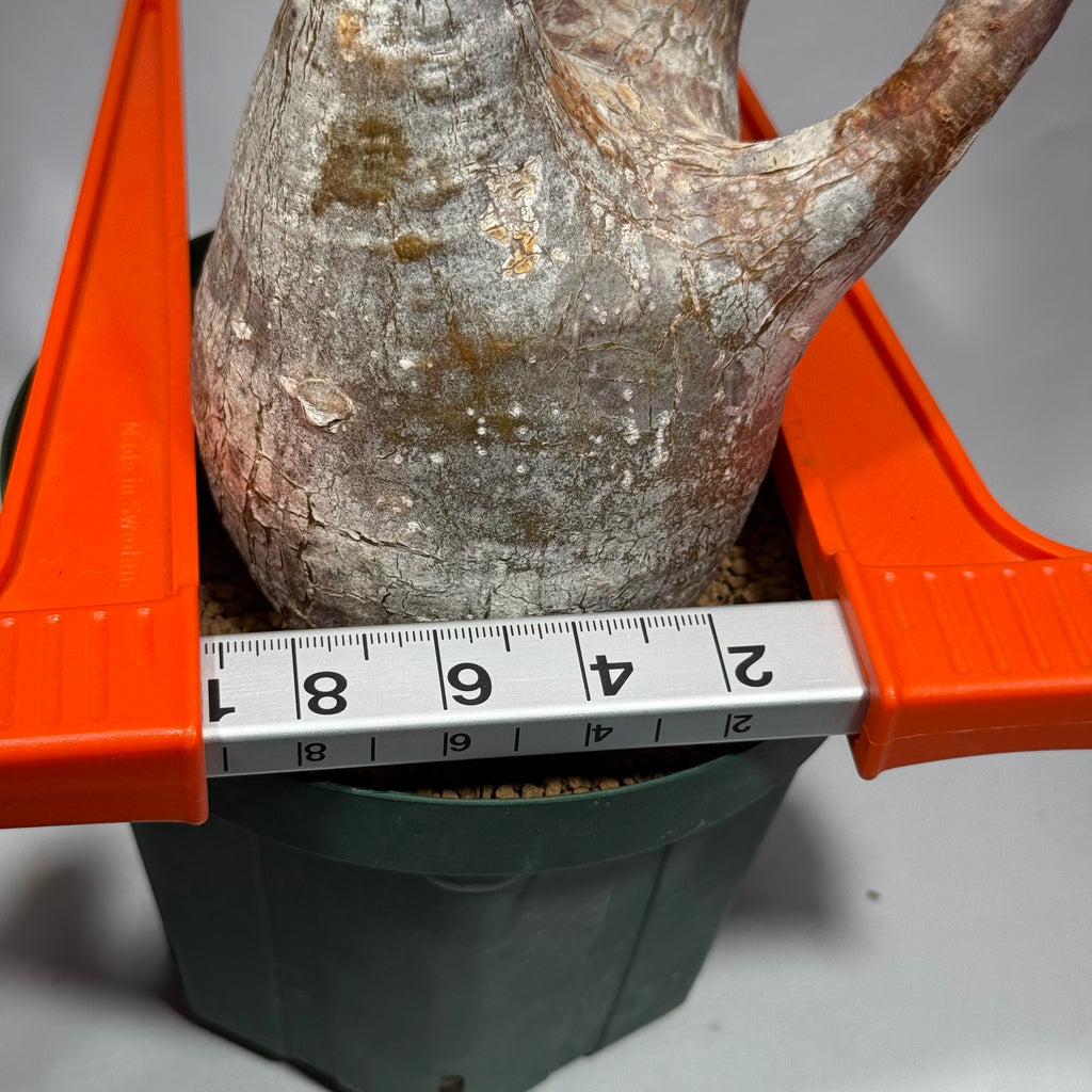 【発根済】パキポディウム・ロスラツム グラキリス C3