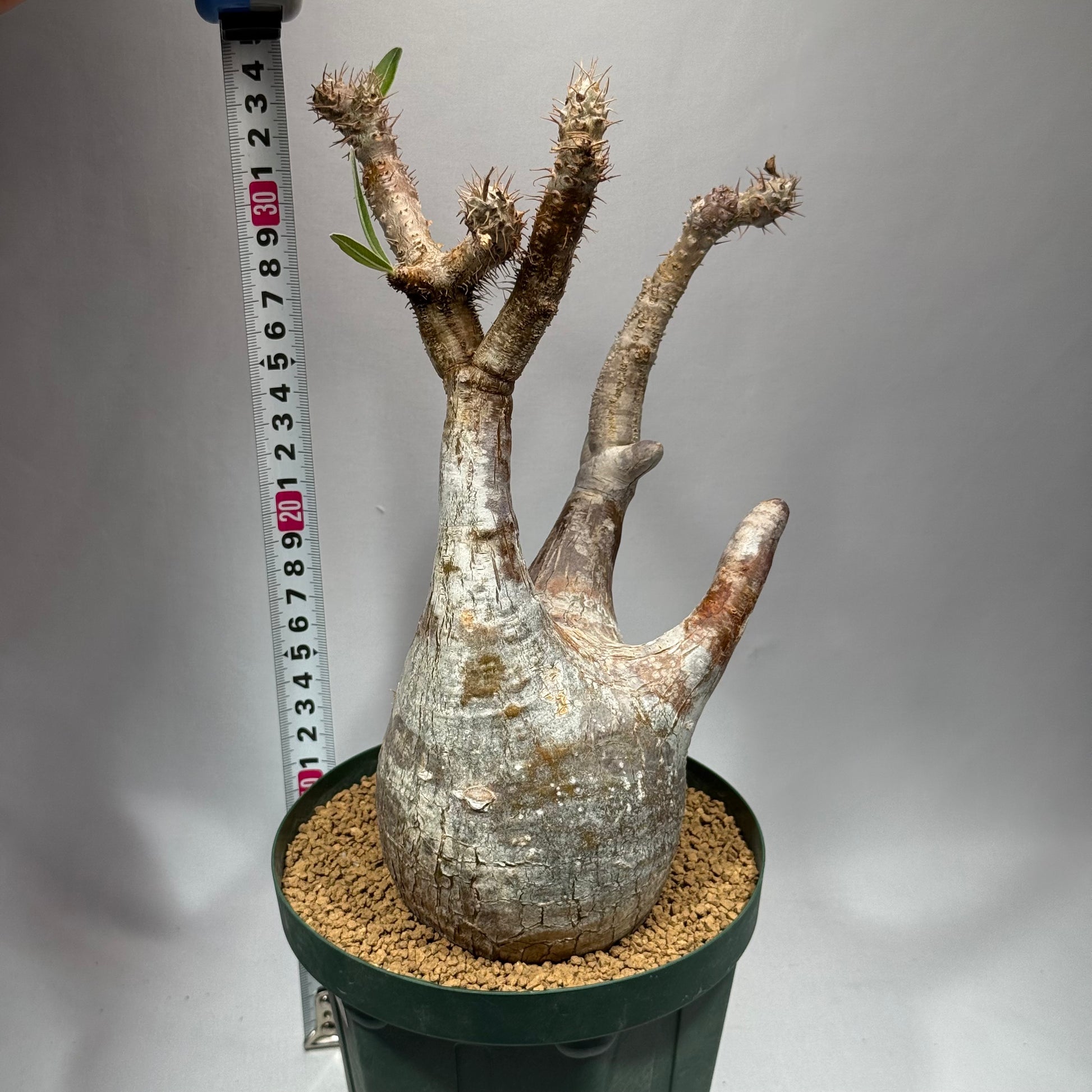 【発根済】パキポディウム・ロスラツム グラキリス C3