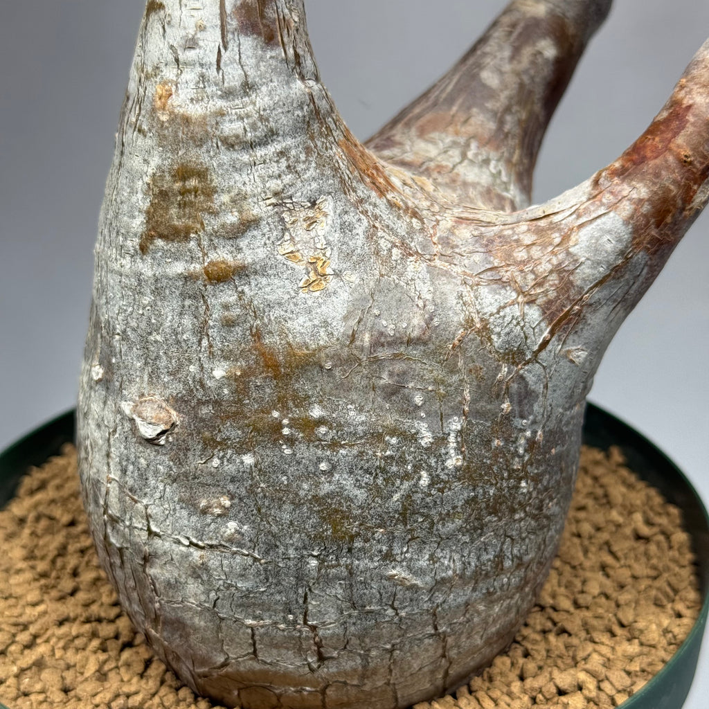 【発根済】パキポディウム・ロスラツム グラキリス C3