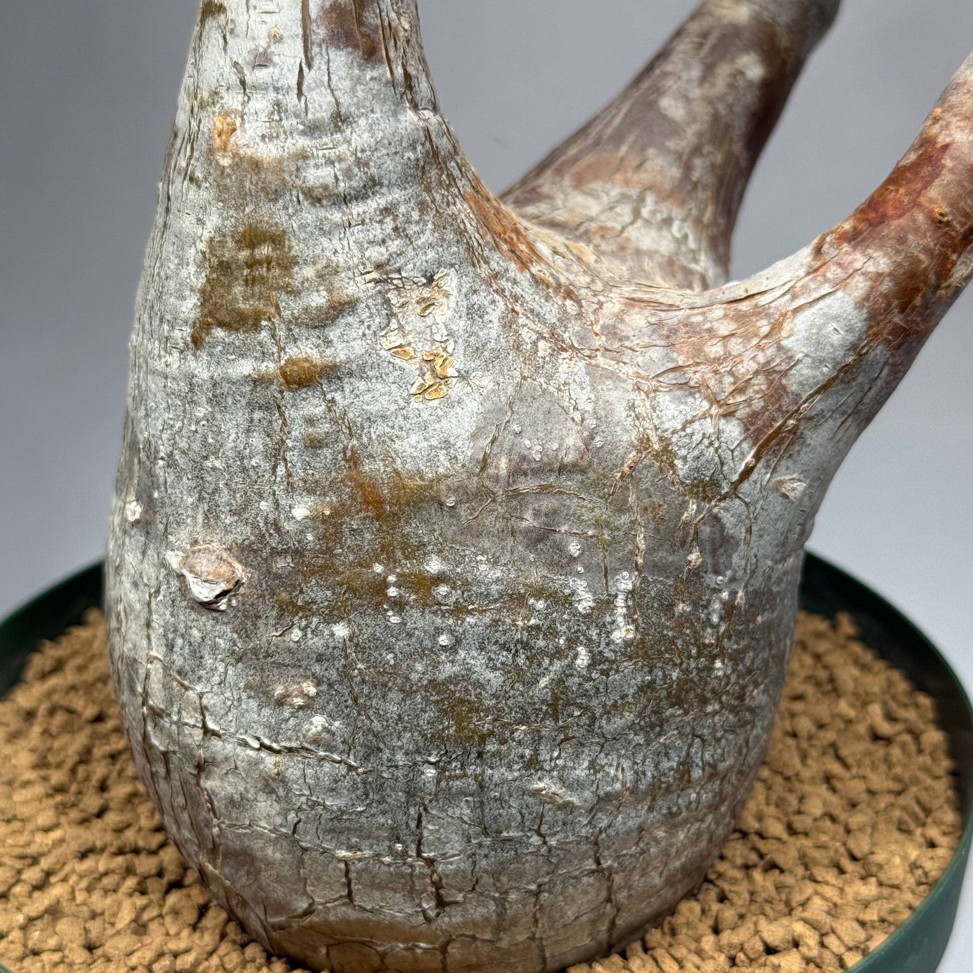 【発根済】パキポディウム・ロスラツム グラキリス C3